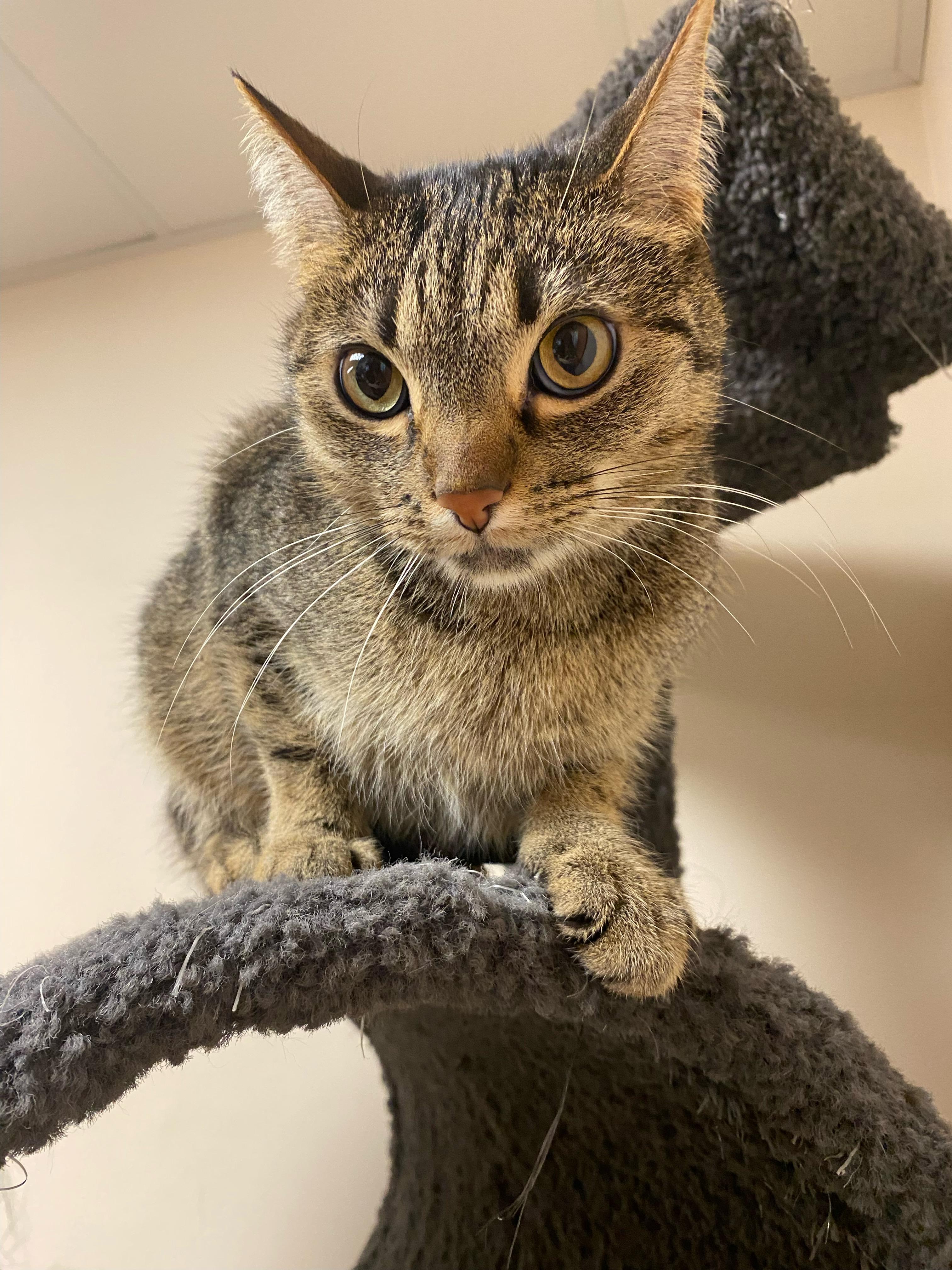 Enlarge Shotsie, a ADOPTABLE Domestic Short Hair in Steger, IL image 5/5