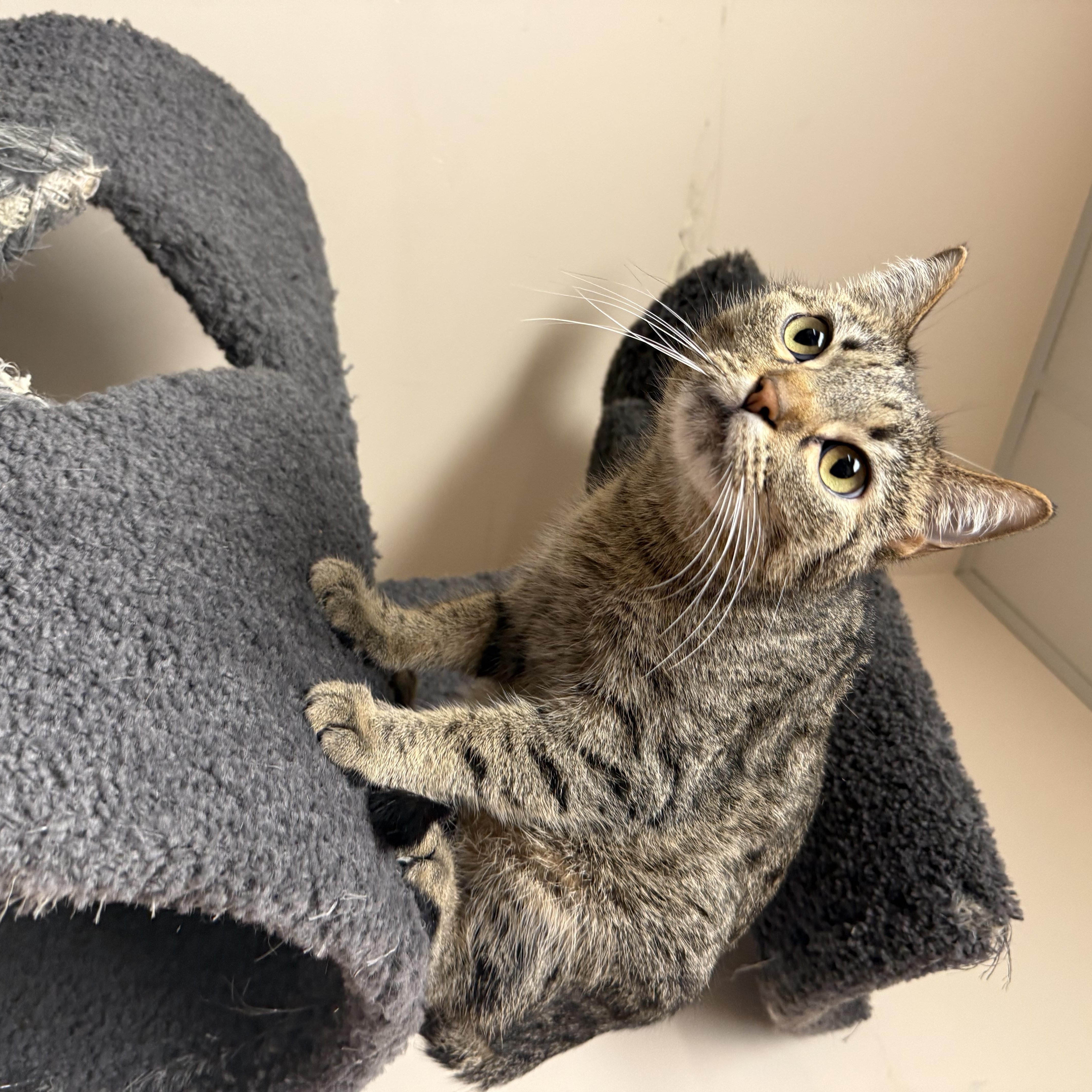 Enlarge Shotsie, an adoptable Domestic Short Hair in Steger, IL image 3/3