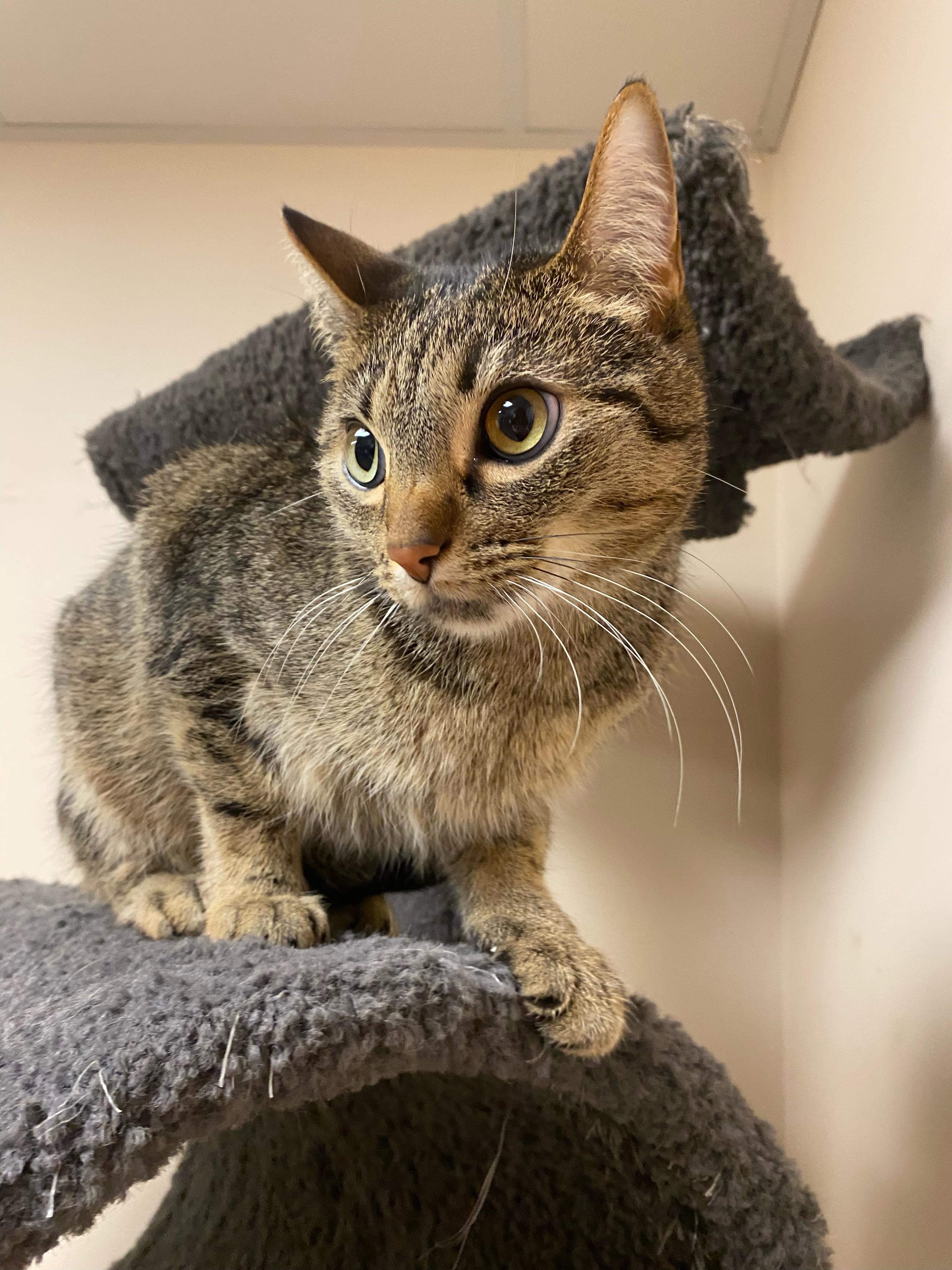 Enlarge Shotsie, a ADOPTABLE Domestic Short Hair in Steger, IL image 1/5