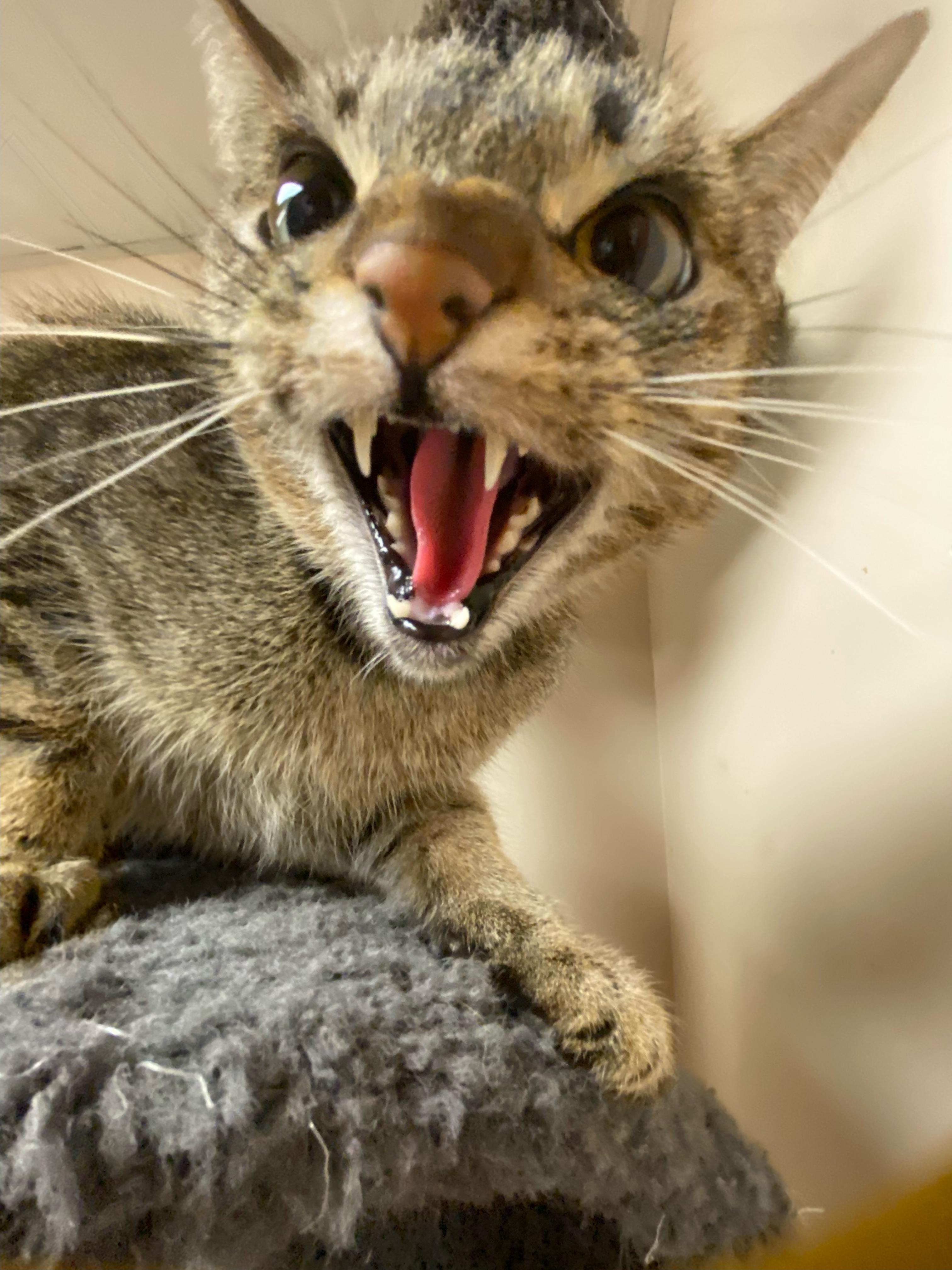 Enlarge Shotsie, a ADOPTABLE Domestic Short Hair in Steger, IL image 2/5