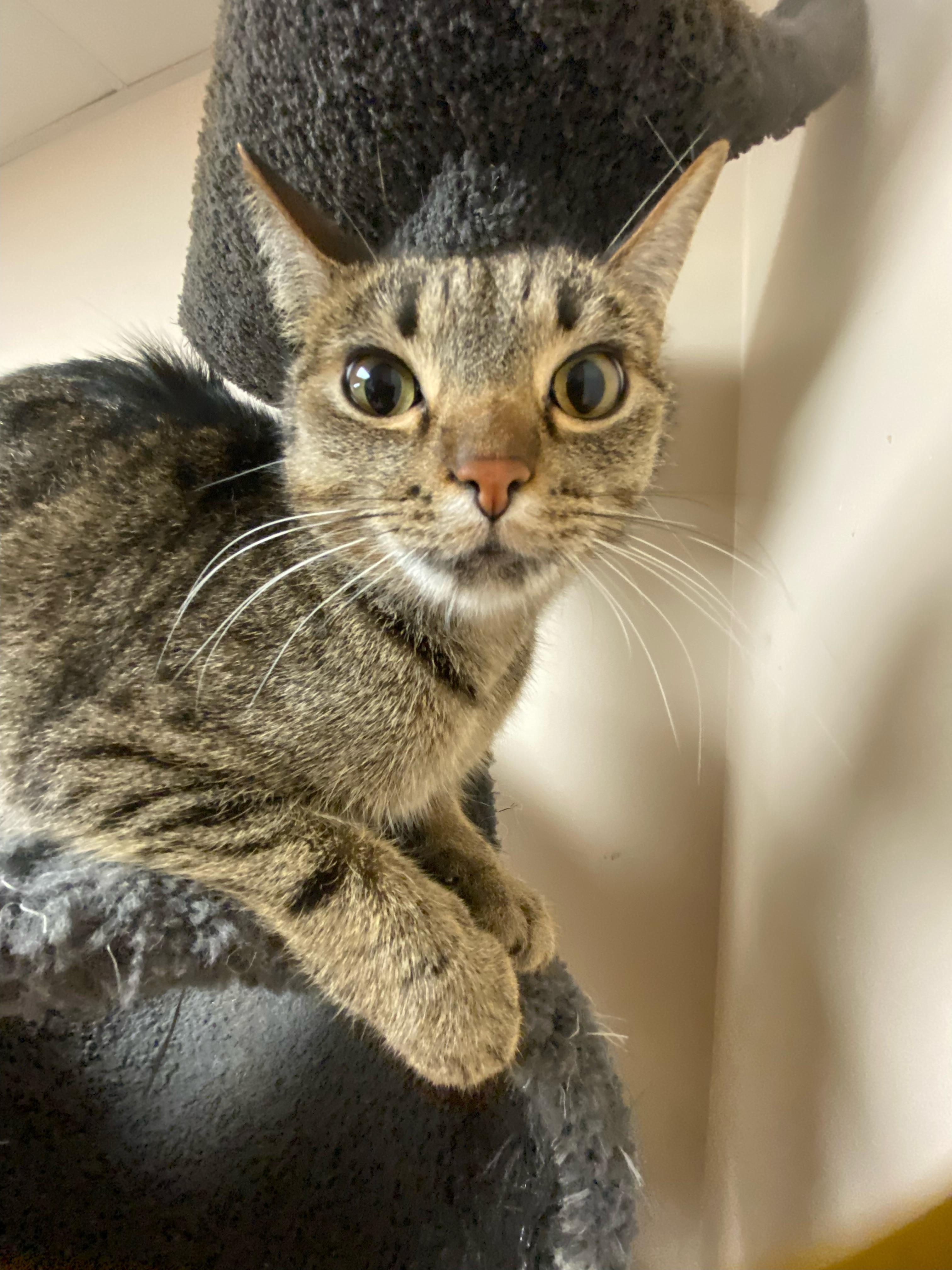 Enlarge Shotsie, a ADOPTABLE Domestic Short Hair in Steger, IL image 3/5