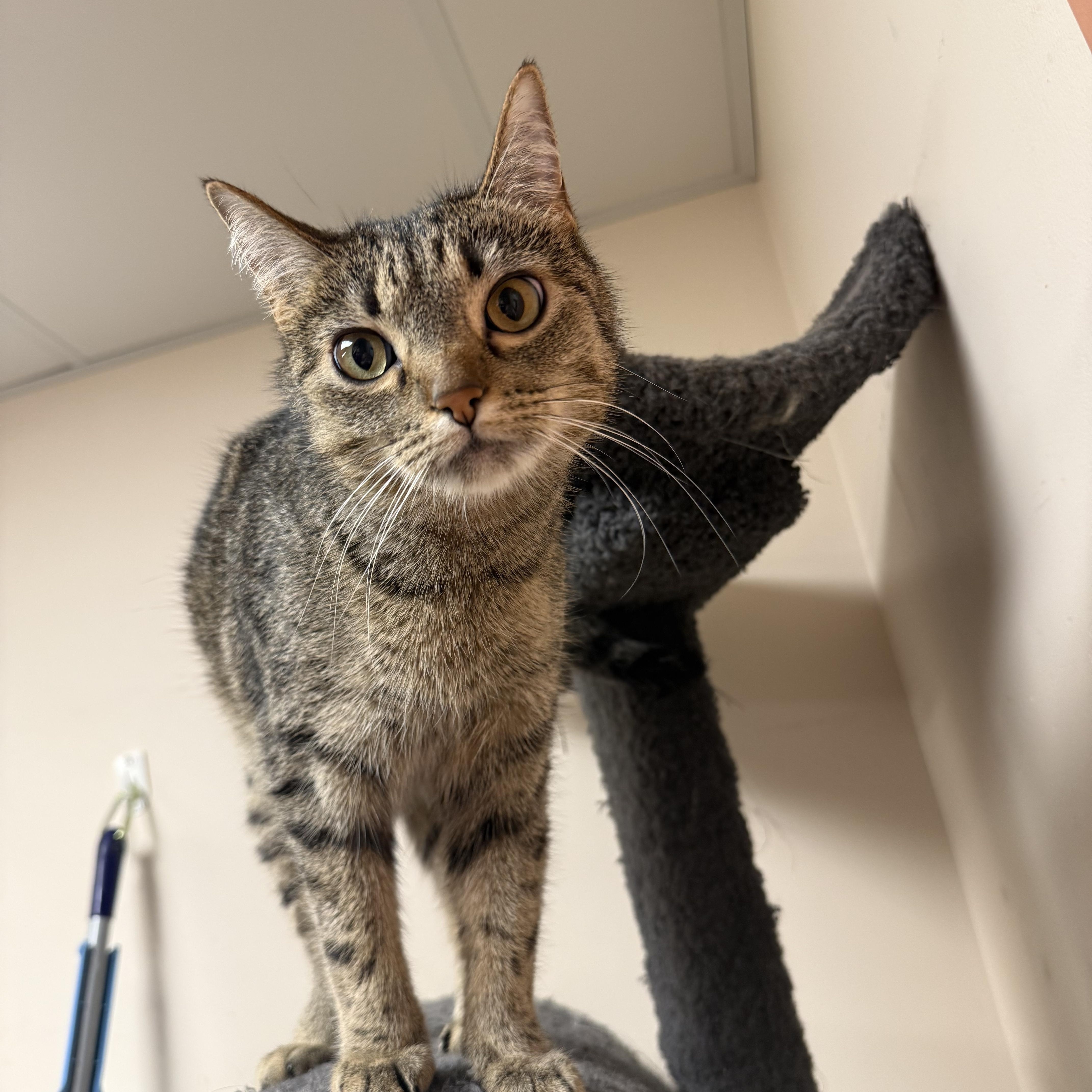 Enlarge Shotsie, an adoptable Domestic Short Hair in Steger, IL image 1/3