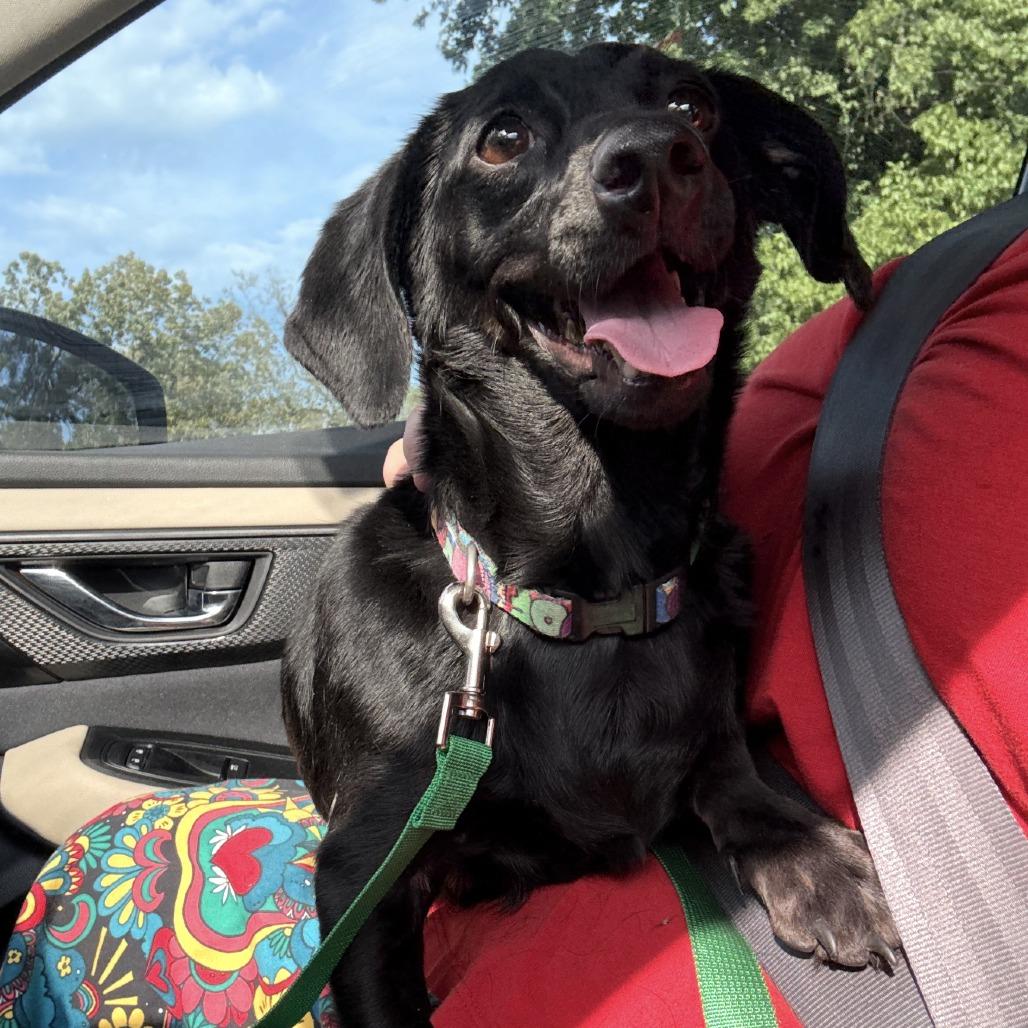 Enlarge Little Pearl, a Adoptable Dachshund in Little Rock, AR image 1/1