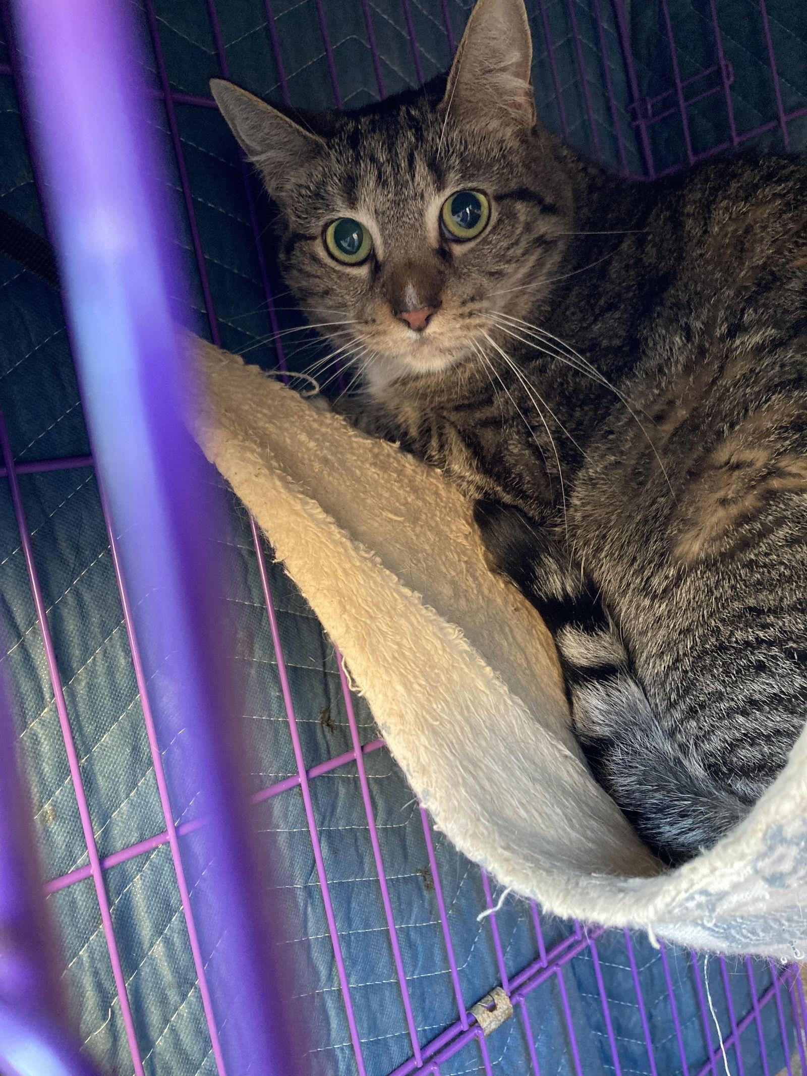 Enlarge Daisy, a Adoptable Domestic Short Hair in Chatham, VA image 1/1