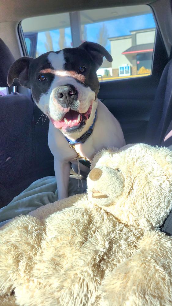 Enlarge Koda aka Goose, a Adoptable mixed breed in Cortez, CO image 2/6