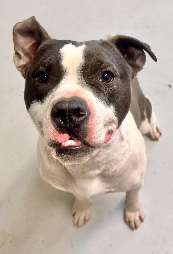 Enlarge Koda aka Goose, a Adoptable mixed breed in Cortez, CO image 6/6