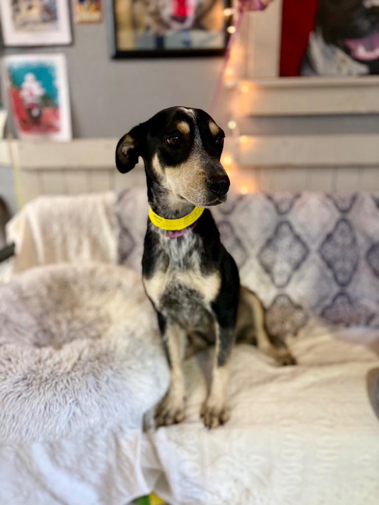 Enlarge Mariah, a Adoptable mixed breed in Fort Worth, TX image 1/2