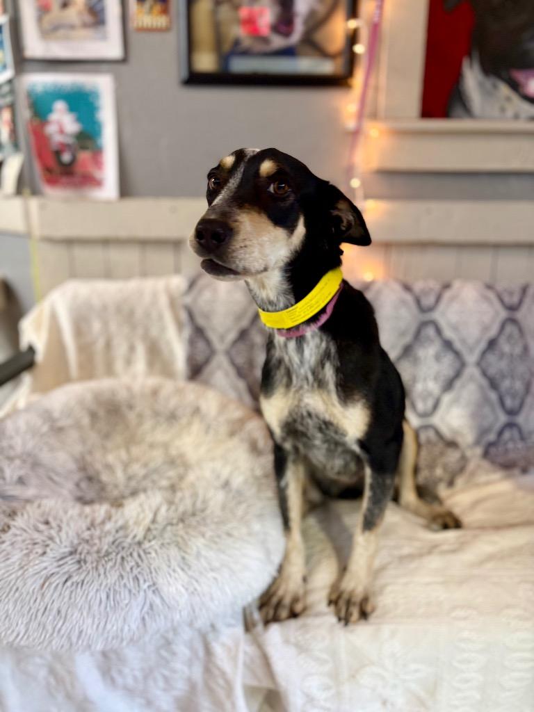 Enlarge Mariah, a Adoptable mixed breed in Fort Worth, TX image 2/2