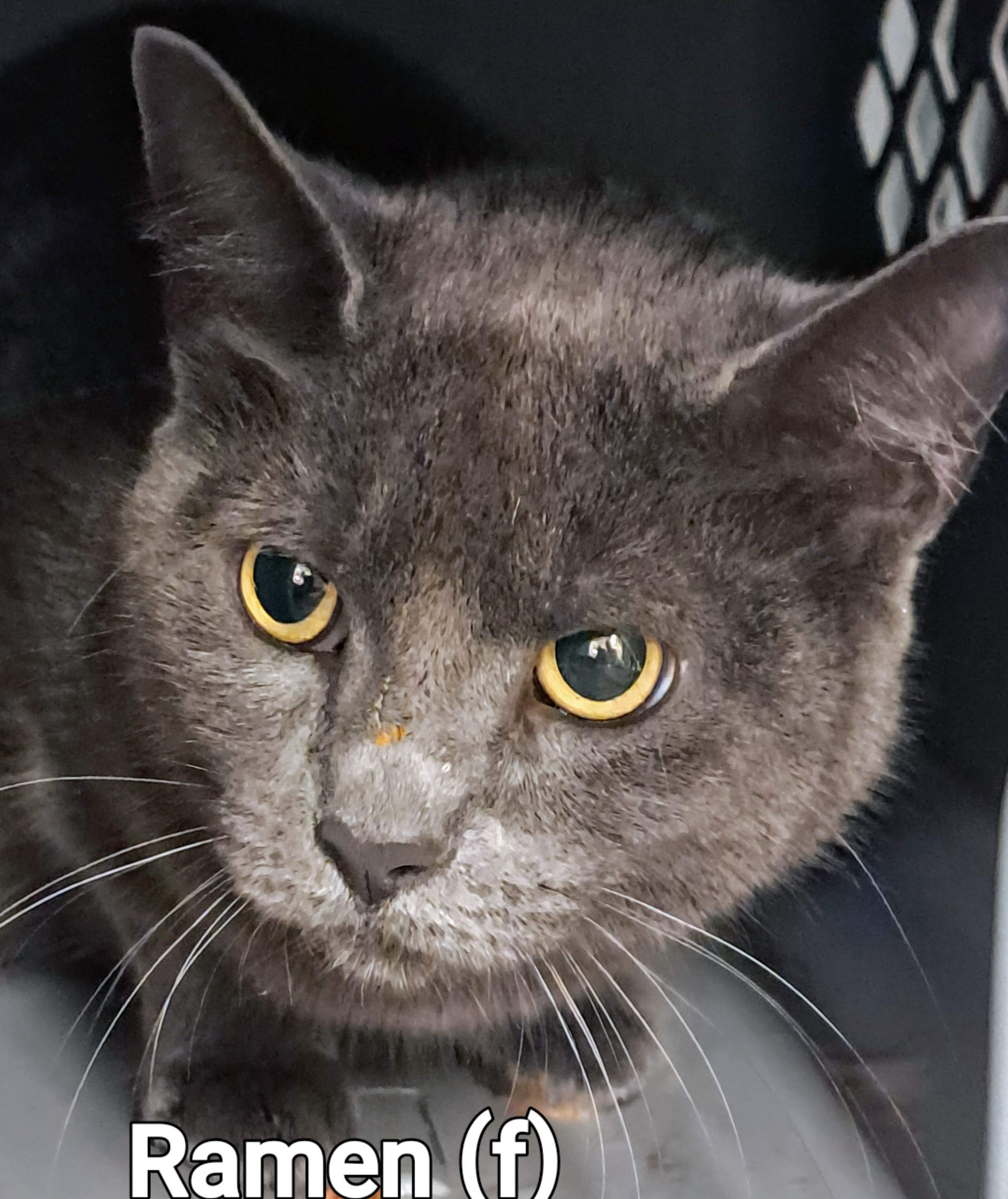 Ramen, an adopted Domestic Short Hair in Maple Ridge, BC_image-1