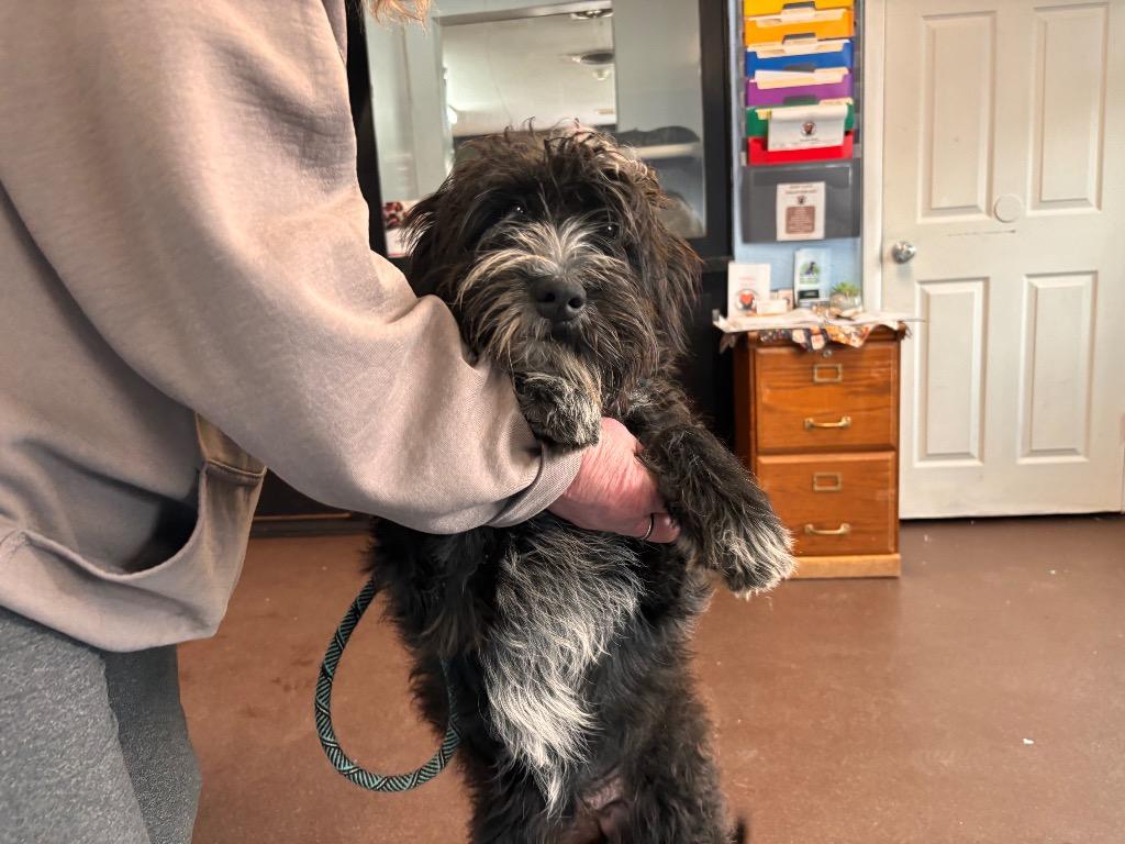 Enlarge Kate, a Adoptable mixed breed in Port Jervis, NY image 2/2