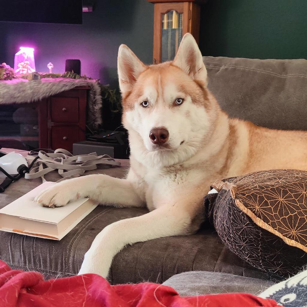 Murrey, Adoptable, Adult Male Husky.