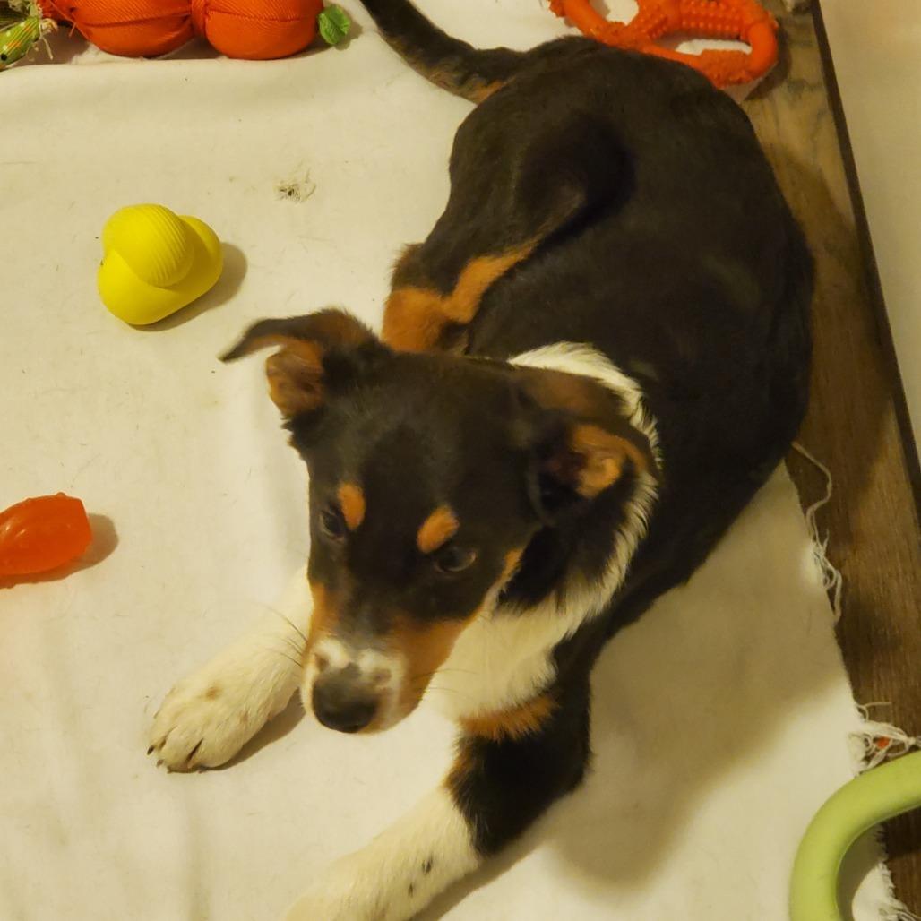 Leo, Adoptable, Adult Male Border Collie.