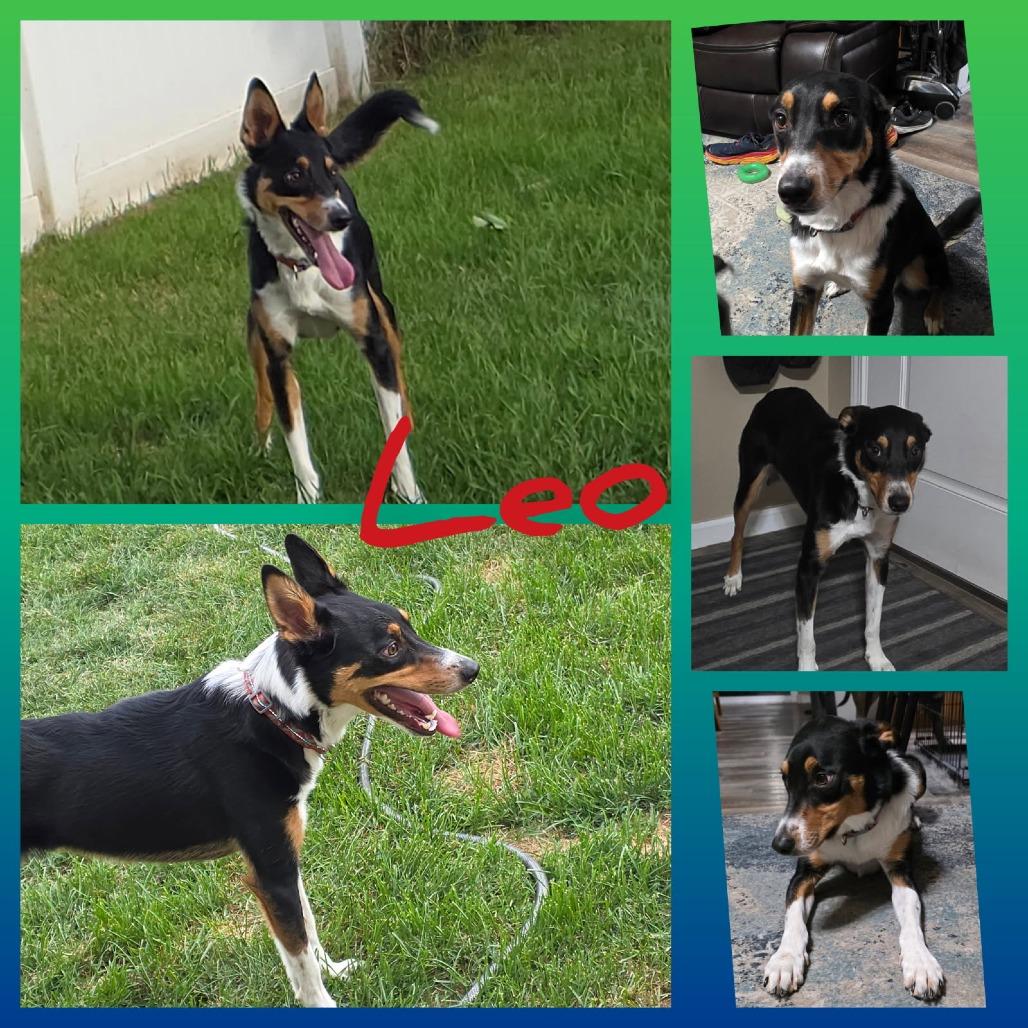 Enlarge Leo, a Adoptable Border Collie in Idaho Falls, ID image 2/3