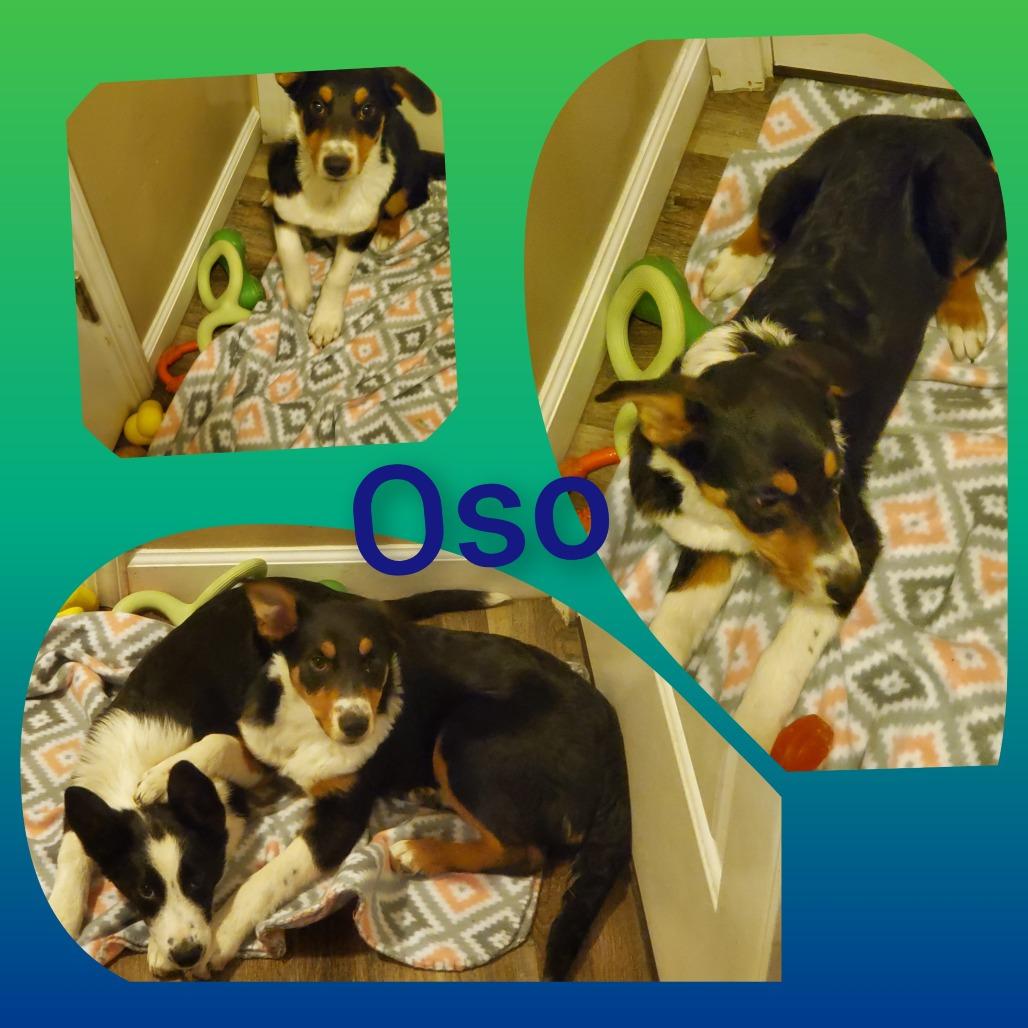 Enlarge Leo, a Adoptable Border Collie in Idaho Falls, ID image 3/3