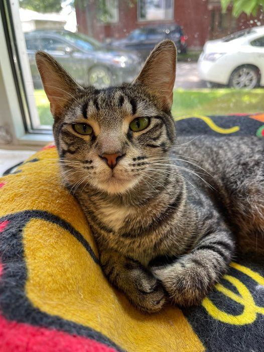 Cheeselog, Adopted, Adult Female Domestic Short Hair.