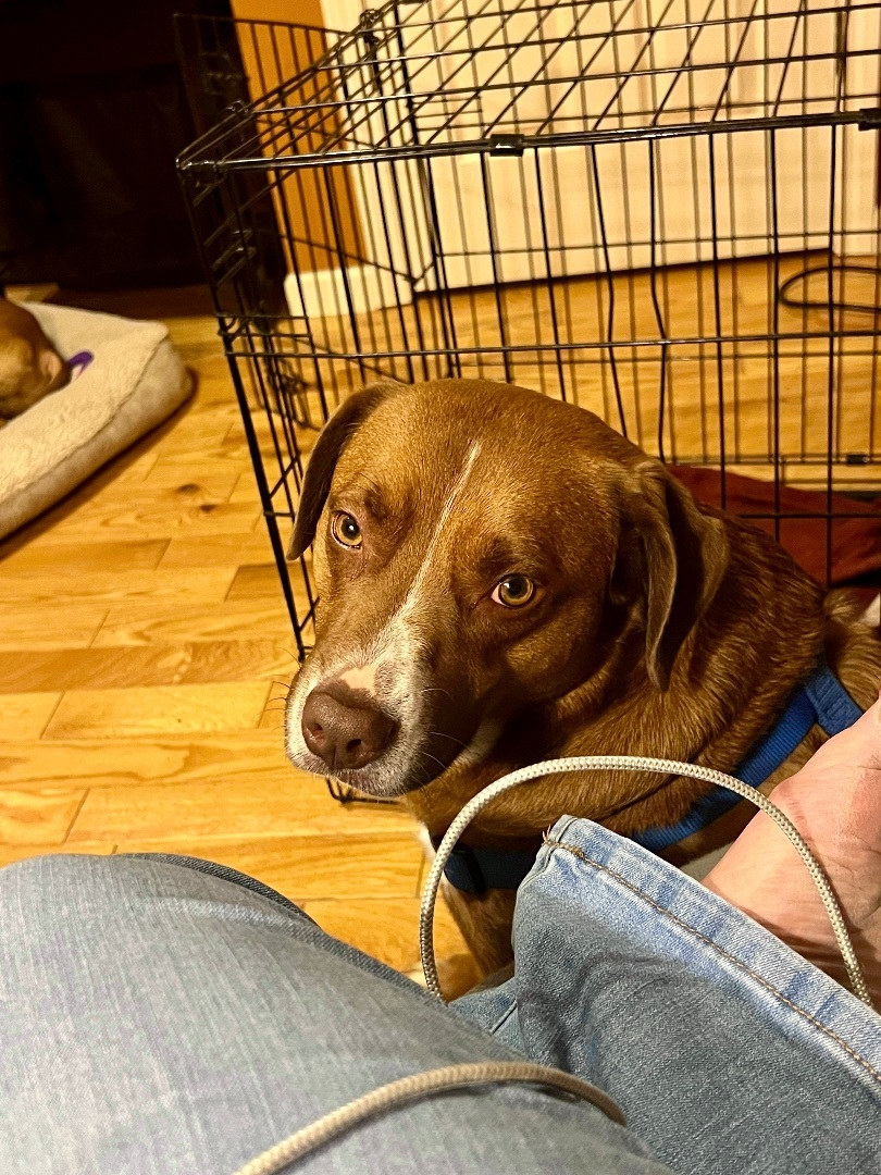 Jersey, a Adoptable mixed breed in Eureka , MO image 1/4