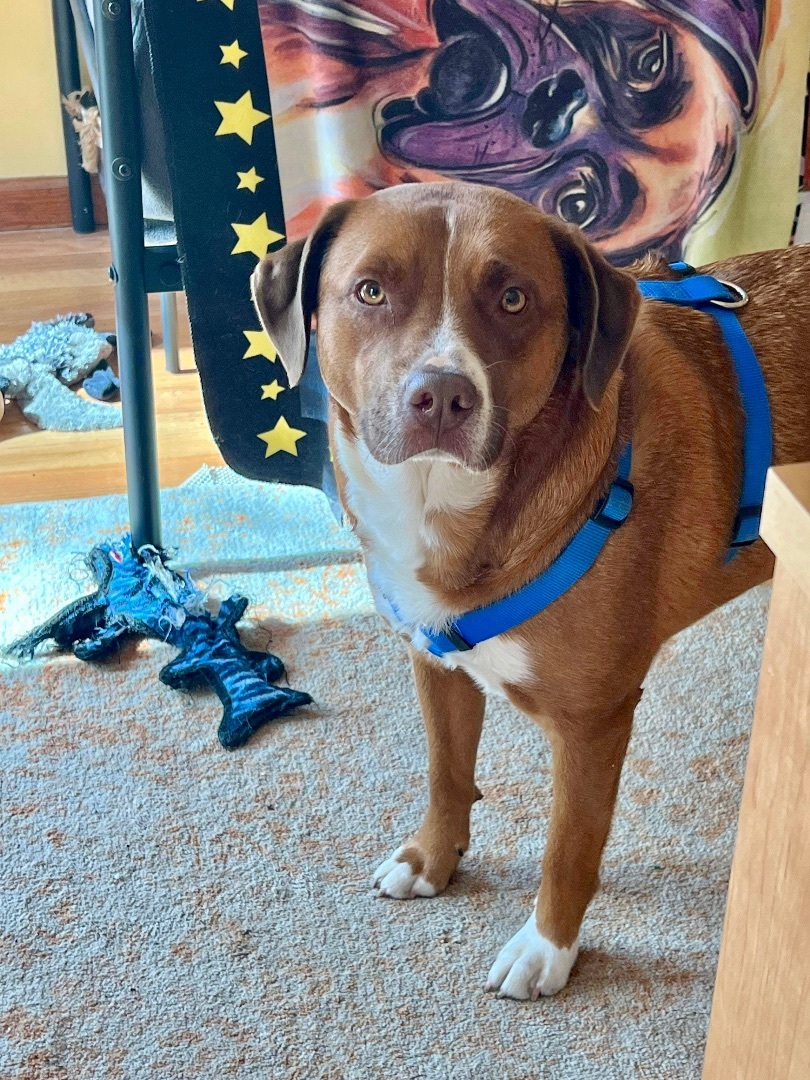 Jersey, a Adoptable mixed breed in Eureka , MO image 2/4