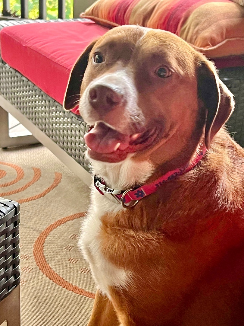 Jersey, Adoptable, Adult Female Boxer.