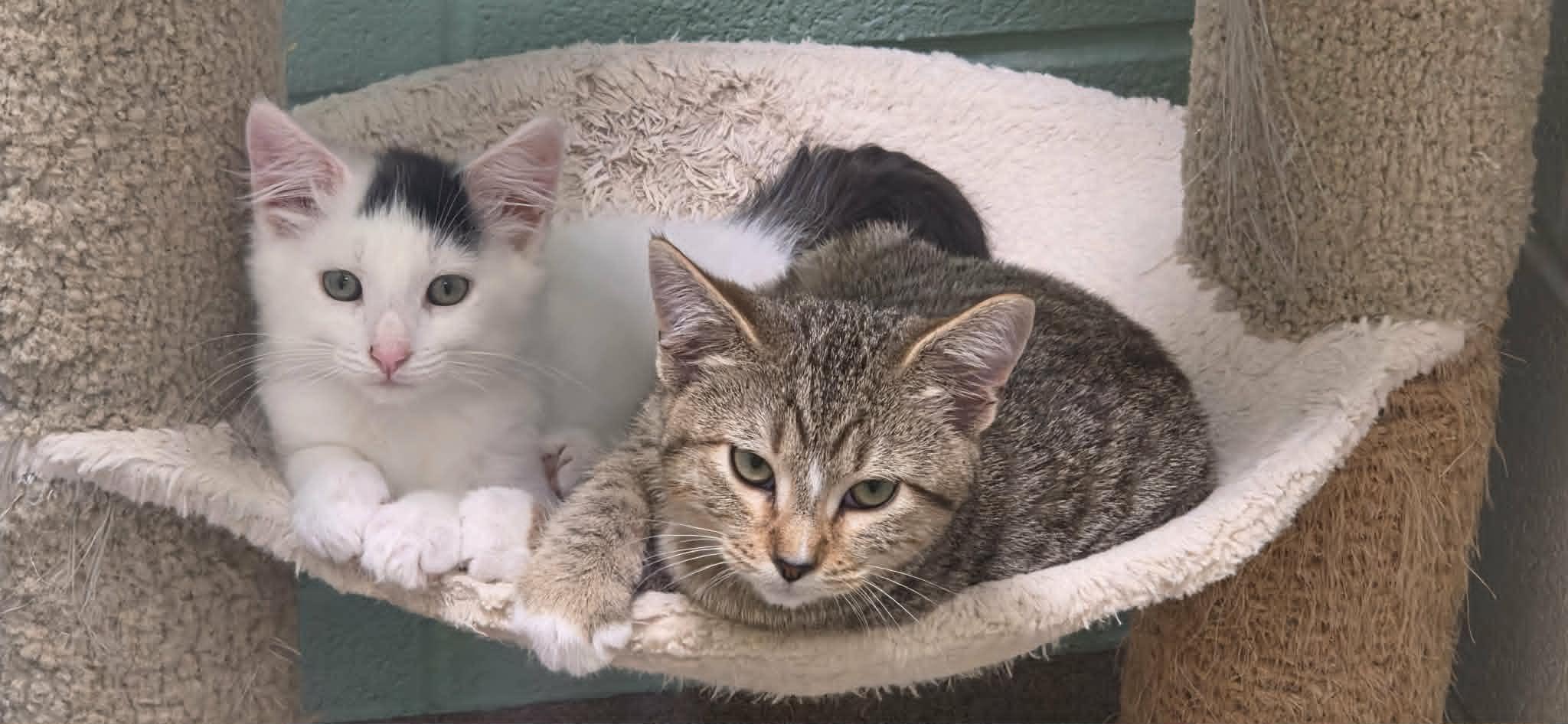 Earl and Pyro, ADOPTABLE, Young Male Domestic Long Hair.