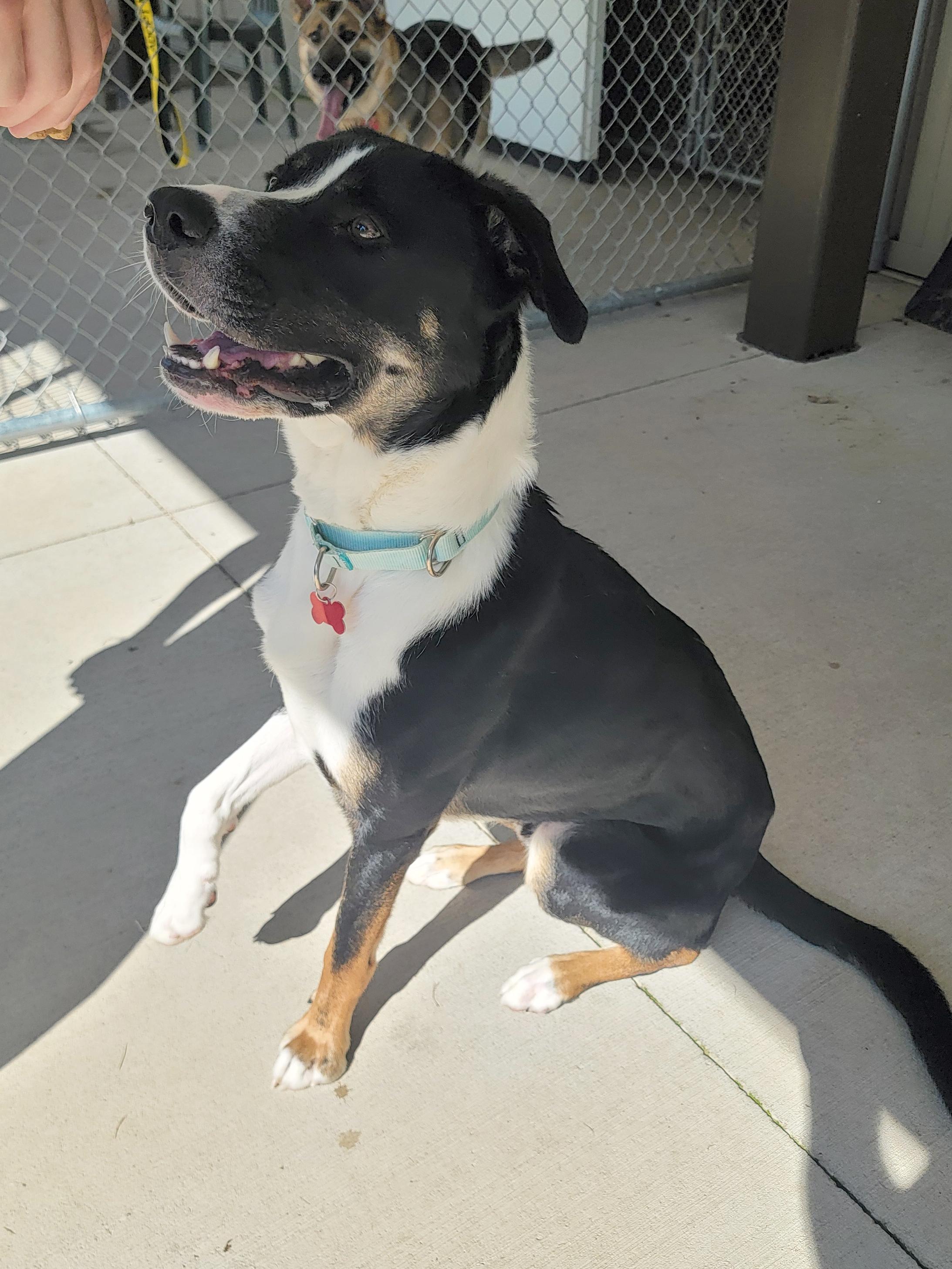 Malachi, a Adoptable Mixed Breed in Onalaska, WI image 2/5