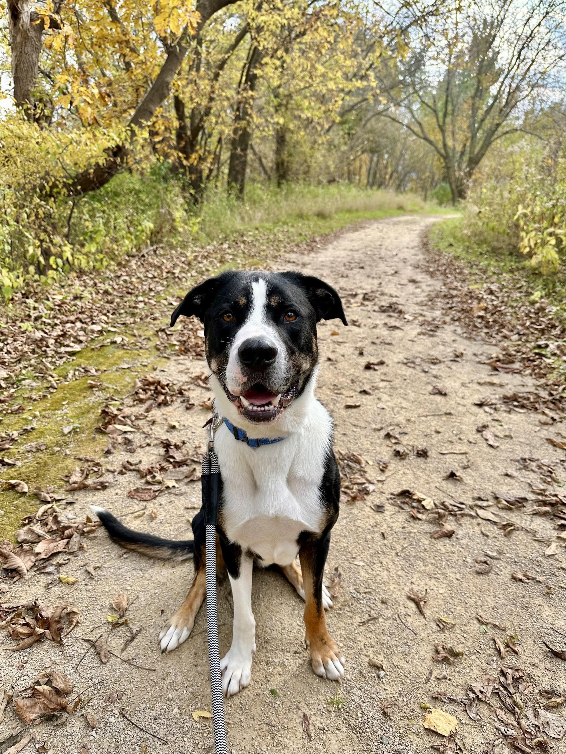 Malachi, a Adoptable Mixed Breed in Onalaska, WI image 1/5
