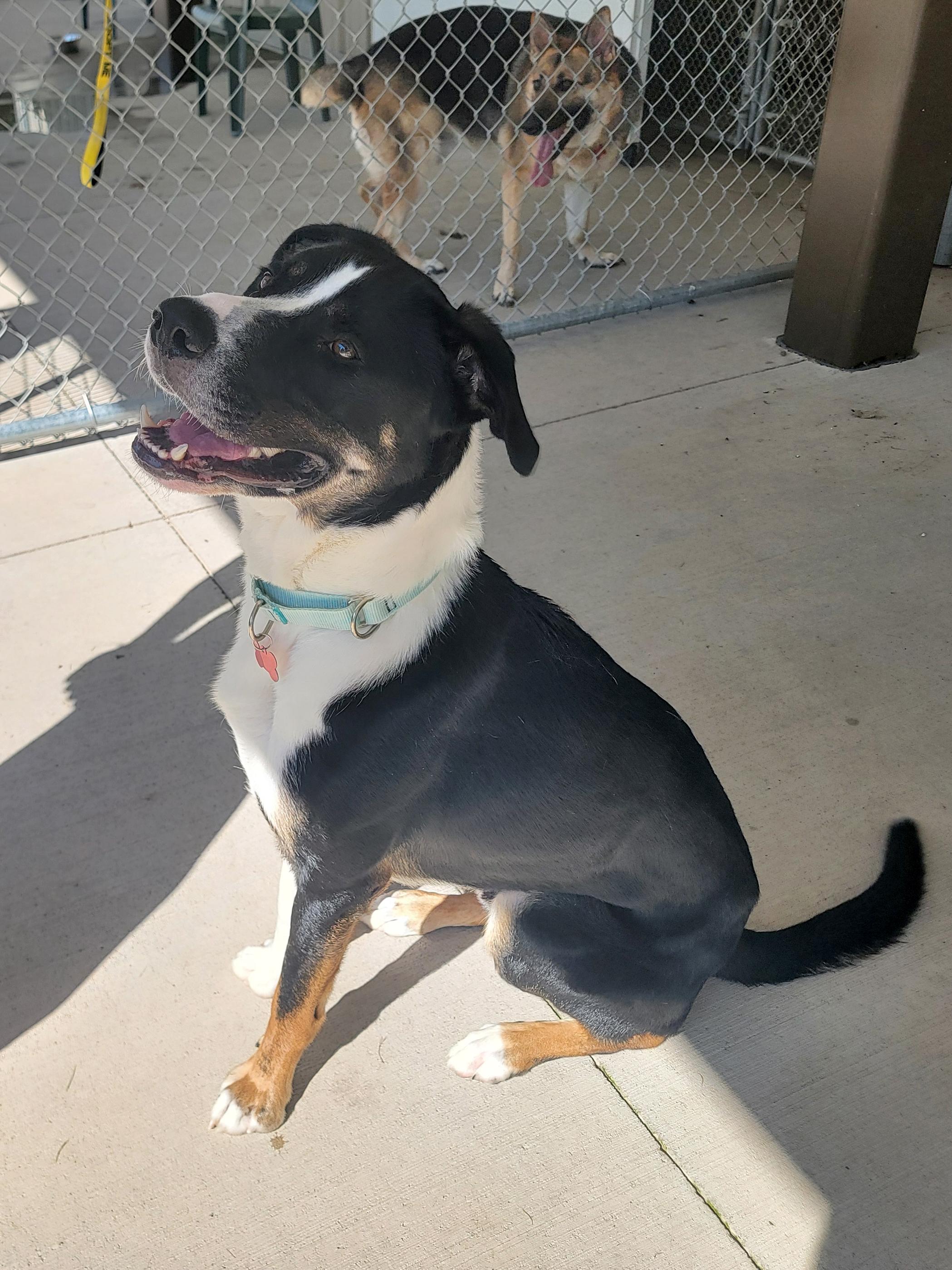 Malachi, a Adoptable Mixed Breed in Onalaska, WI image 5/5