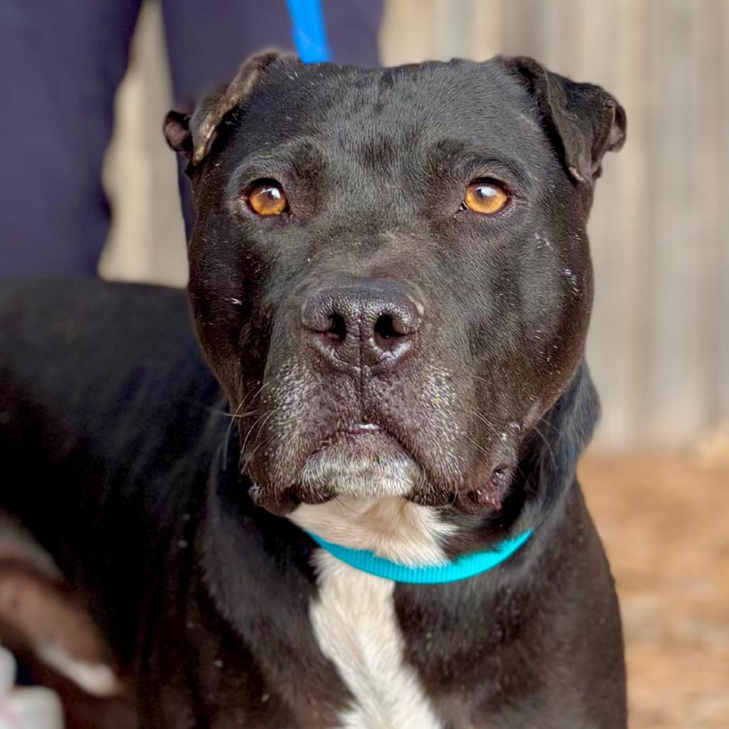 Enlarge VT Travis, a Adoptable Mixed Breed in Midland, TX image 1/4