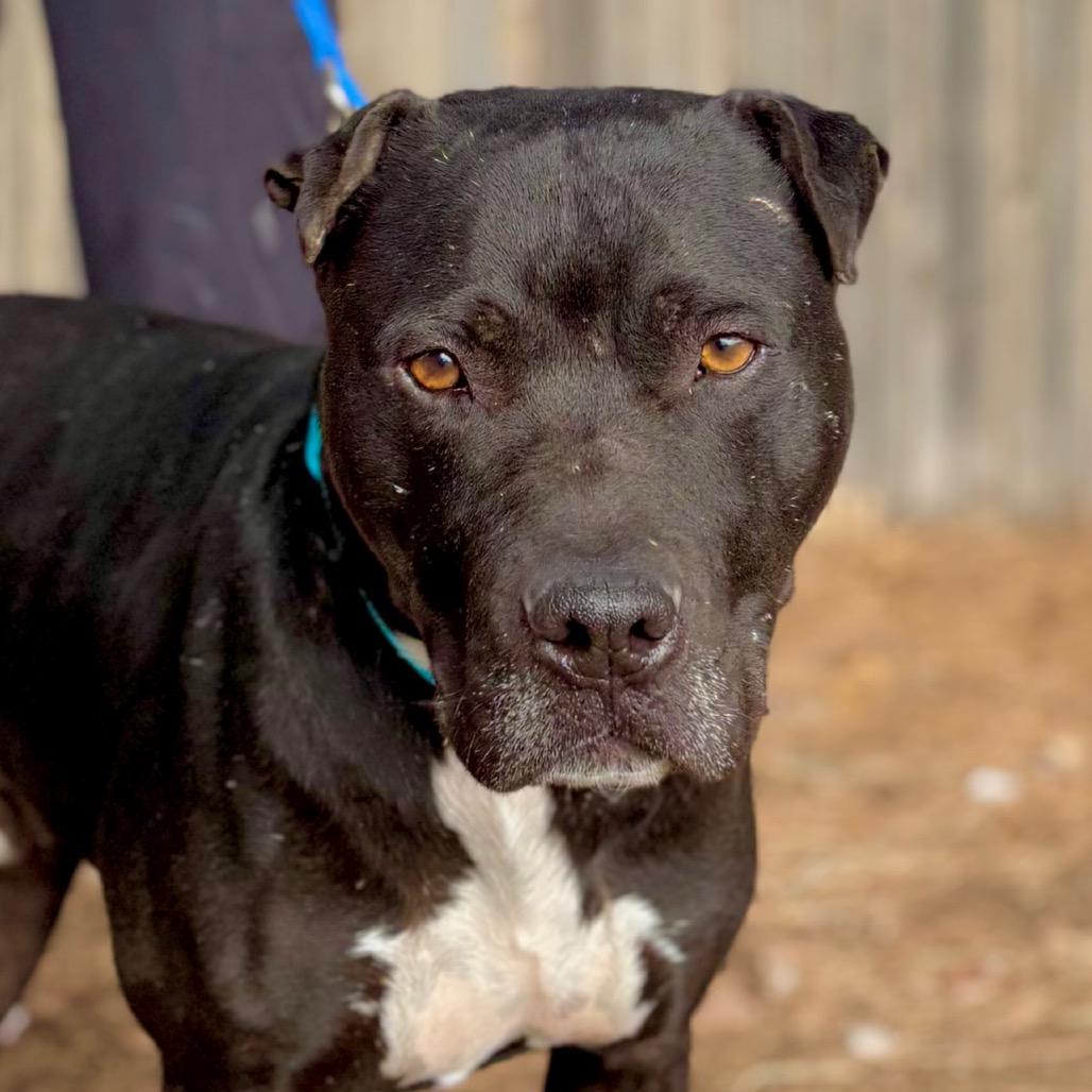 Enlarge VT Travis, a Adoptable Mixed Breed in Midland, TX image 2/4