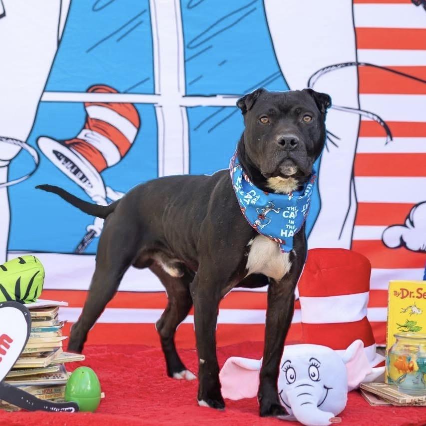 Enlarge VT Travis, a Adoptable Mixed Breed in Midland, TX image 3/4