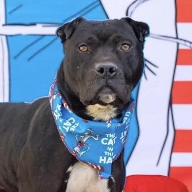 Enlarge VT Travis, a Adoptable Mixed Breed in Midland, TX image 4/4