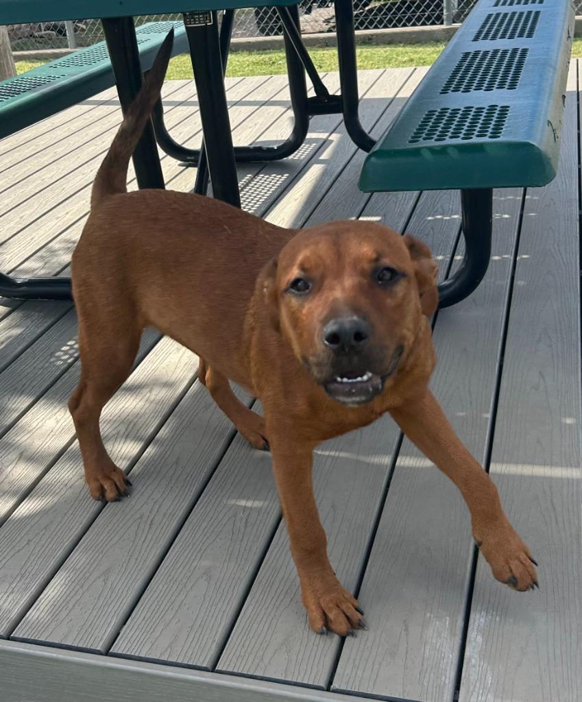 Enlarge Red, a Adoptable mixed breed in Sunnyvale, TX image 2/4