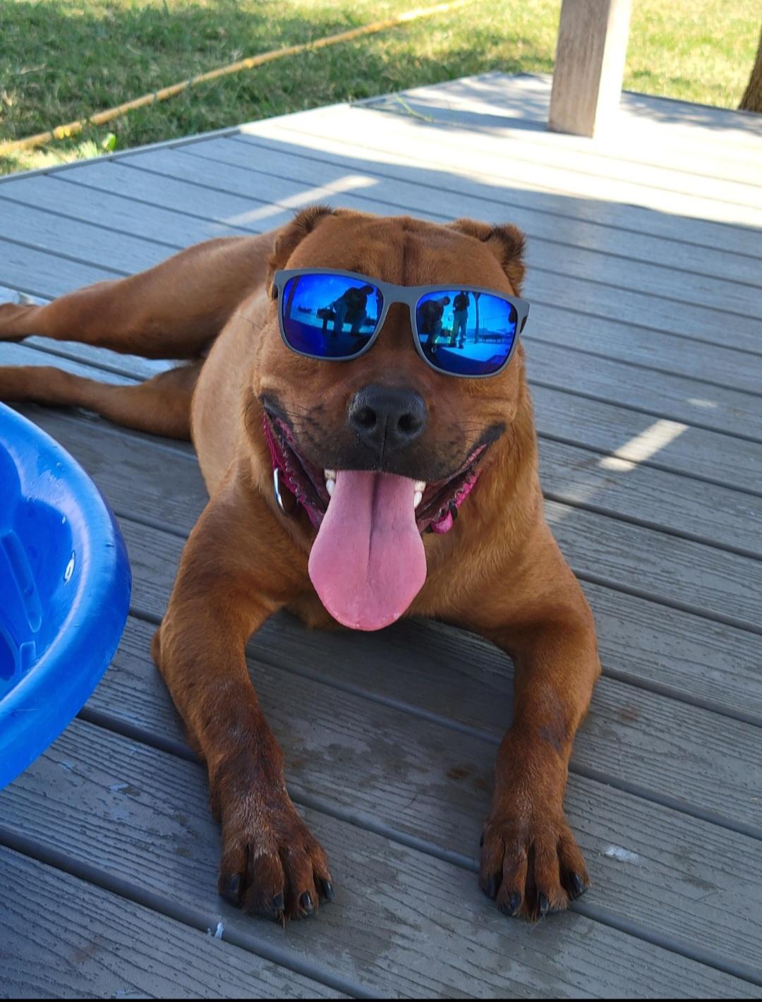 Red, Adoptable, Young Female Rhodesian Ridgeback.