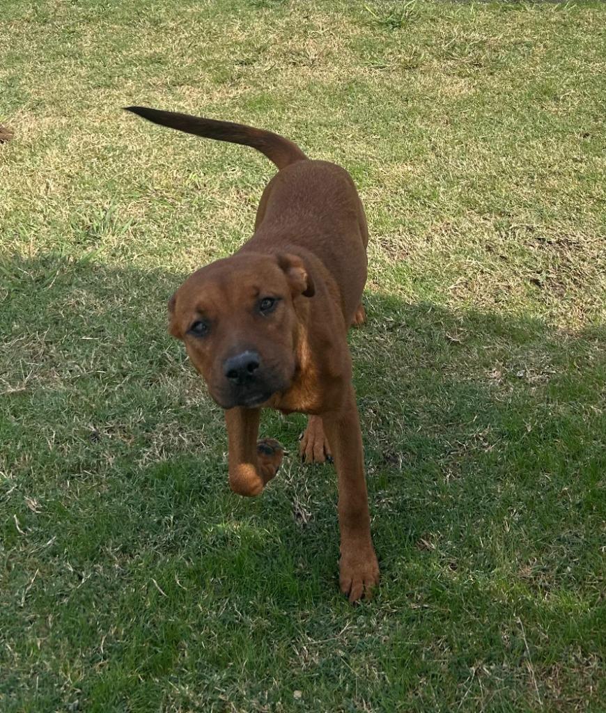 Enlarge Ember, a Adoptable mixed breed in Sunnyvale, TX image 2/4