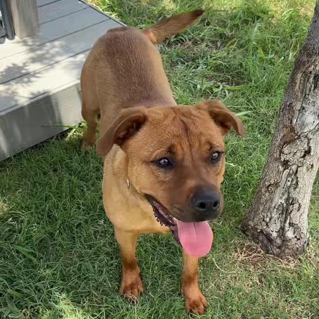 Red, a Adoptable mixed breed in Sunnyvale, TX image 4/6