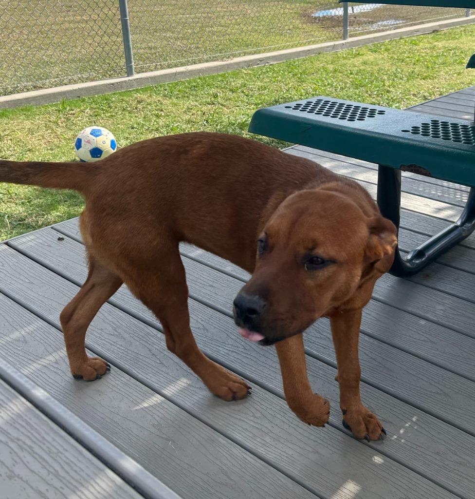 Enlarge Red, a Adoptable mixed breed in Sunnyvale, TX image 4/4