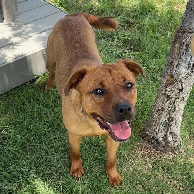 Red, a Adoptable mixed breed in Sunnyvale, TX image 6/6