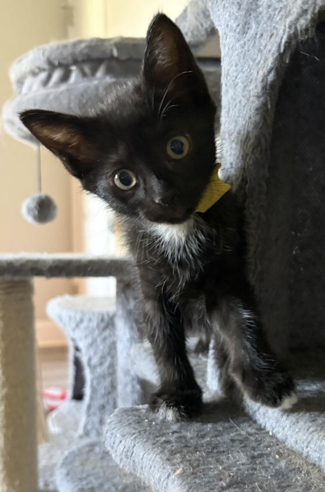 Enlarge Shawnee, a Adoptable mixed breed in Wilmington, NC image 3/4