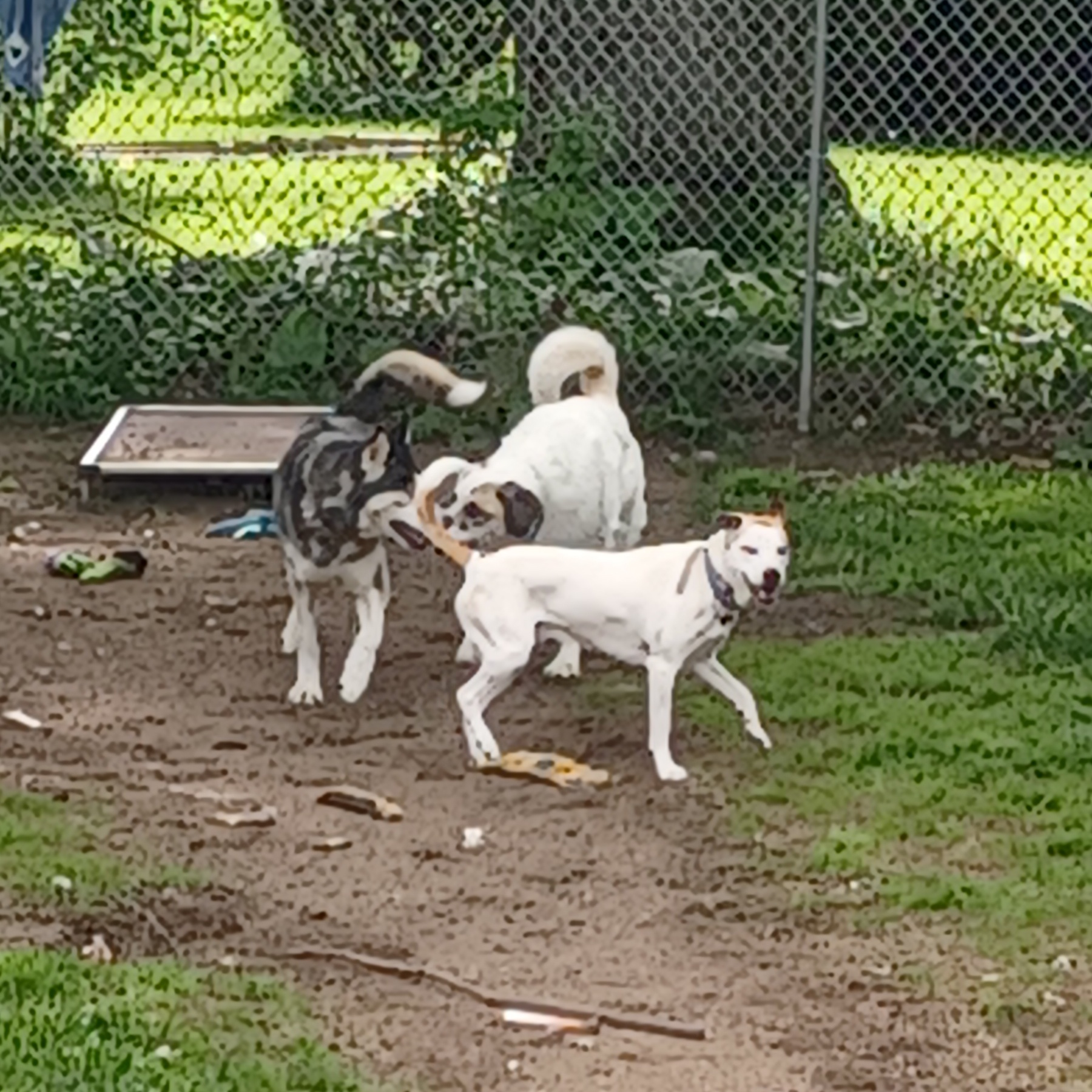 Enlarge Polar, a Adopted Mixed Breed in Hagaman, NY image 5/6