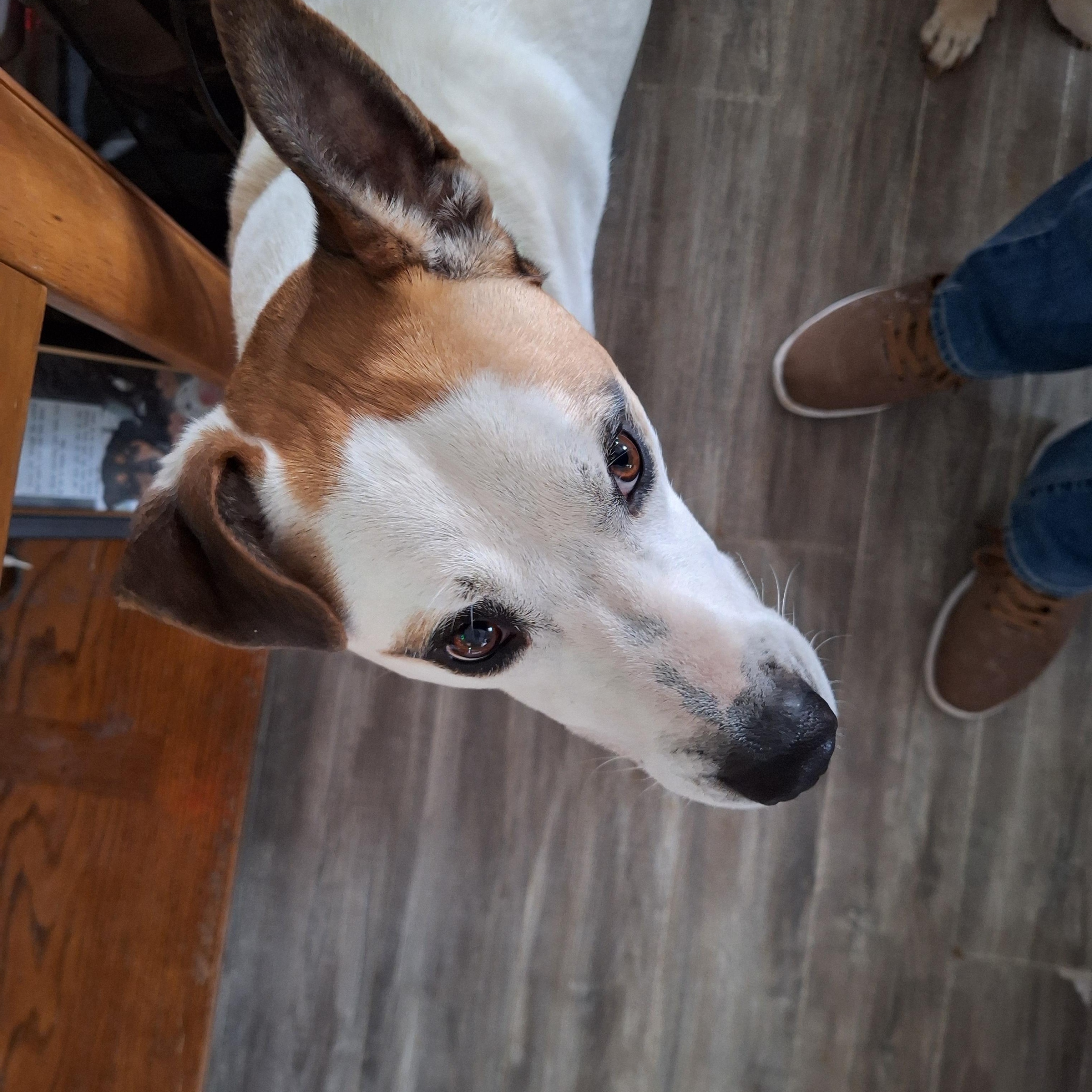 Enlarge Polar, a Adopted Mixed Breed in Hagaman, NY image 2/6