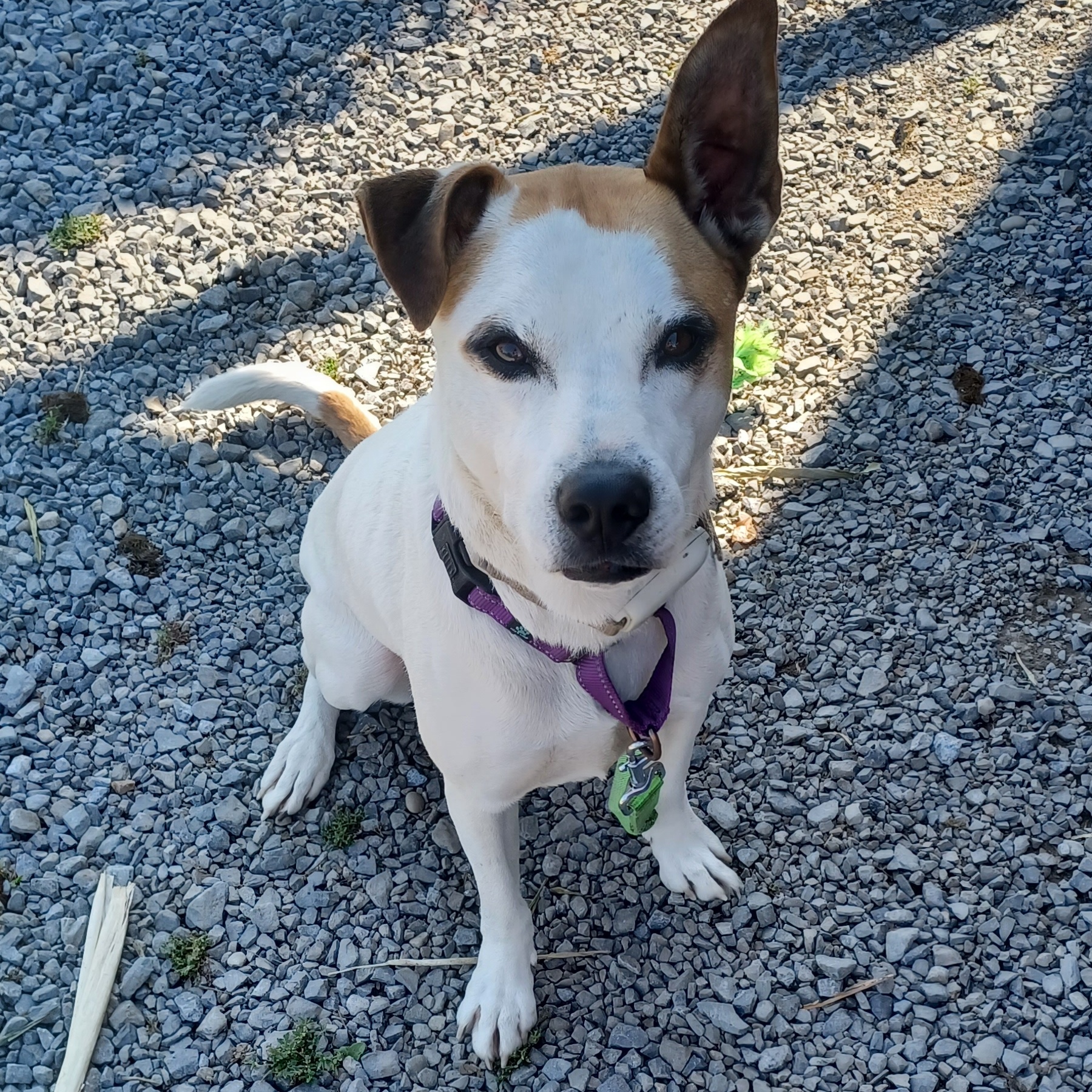 Enlarge Polar, a Adopted Mixed Breed in Hagaman, NY image 3/6