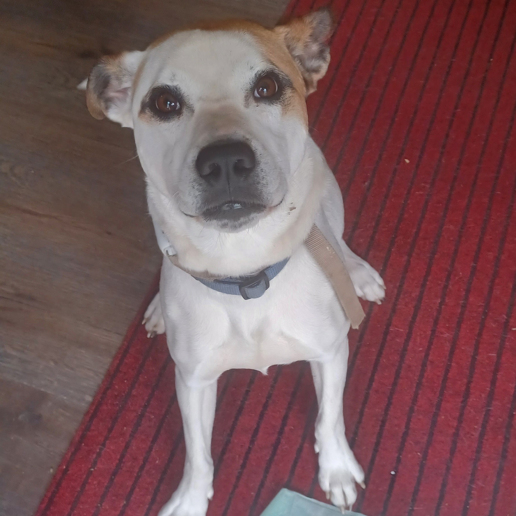 Enlarge Polar, a Adopted Mixed Breed in Hagaman, NY image 6/6