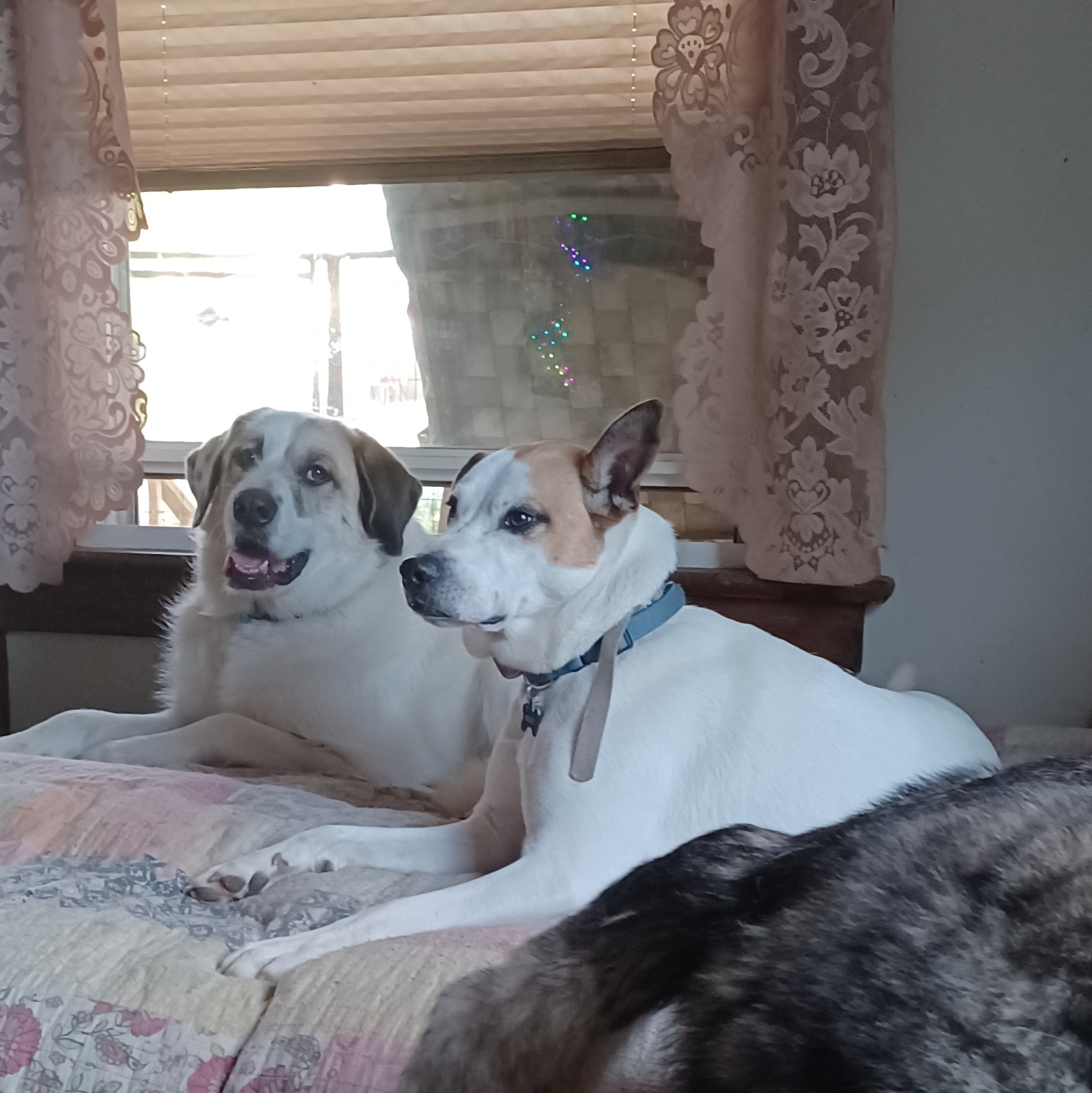 Enlarge Polar, a Adopted Mixed Breed in Hagaman, NY image 4/6