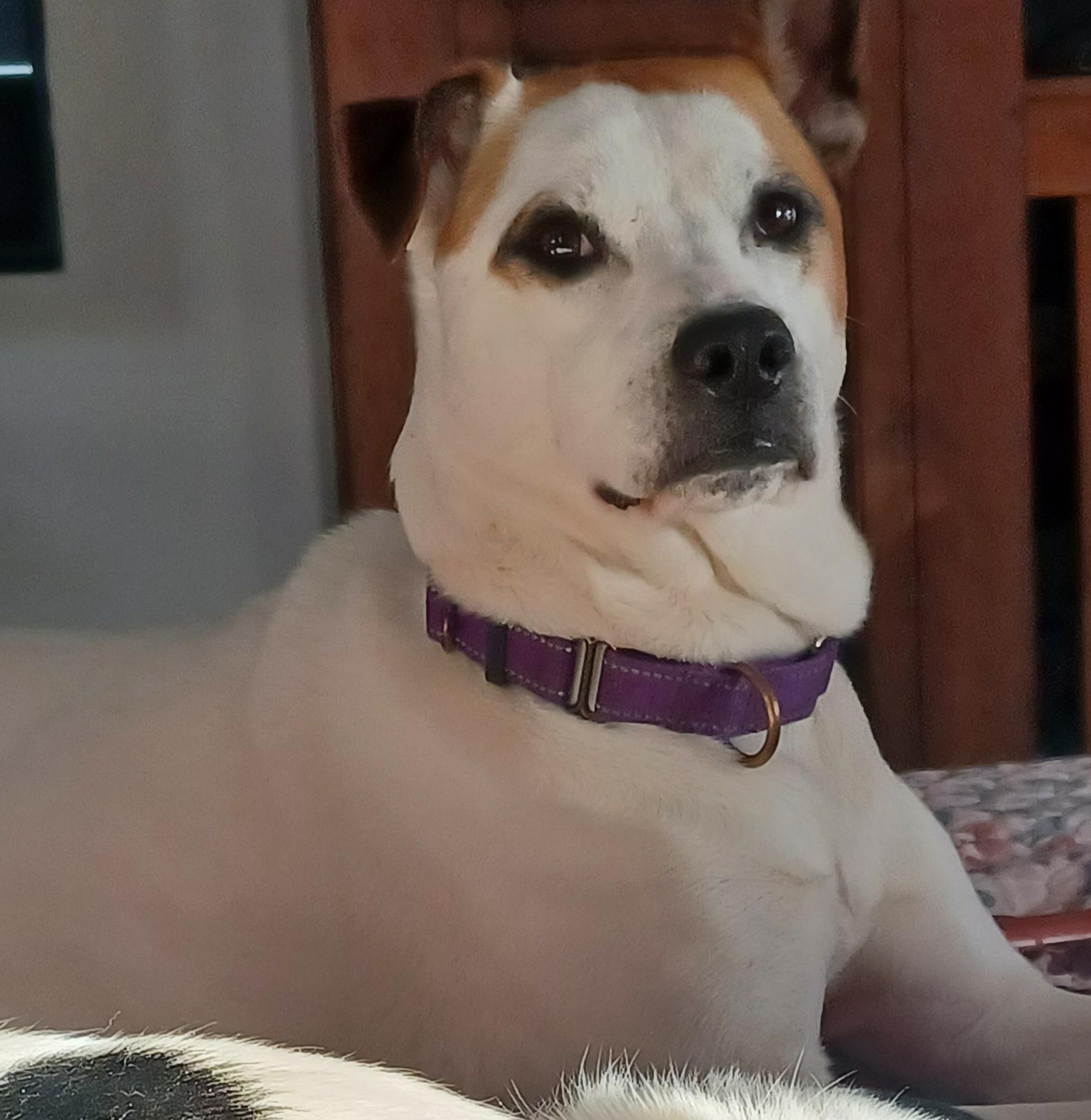 Enlarge Polar, a Adopted Mixed Breed in Hagaman, NY image 1/6