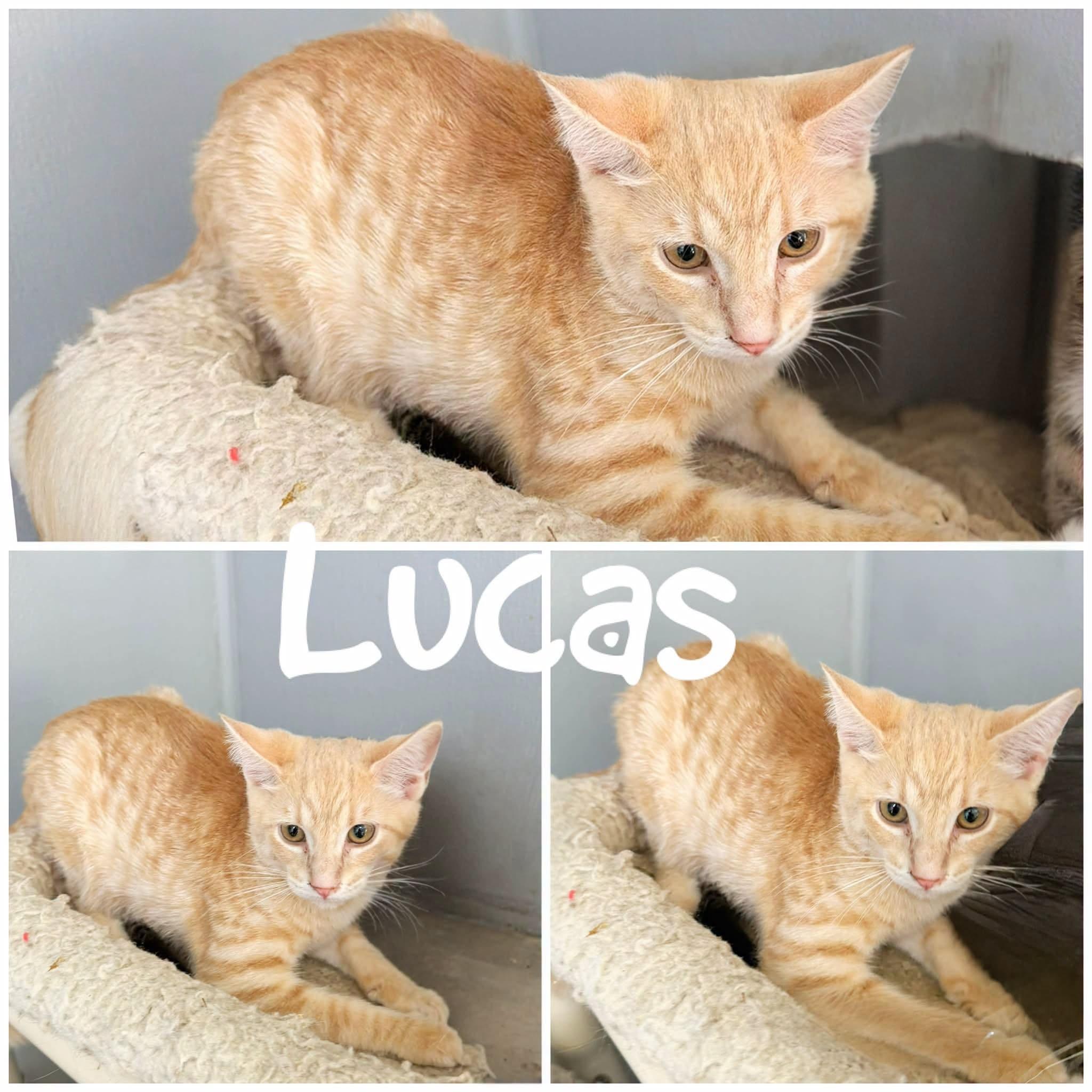 Enlarge Lucas, a Adoptable Domestic Short Hair in Saint James, MO image 1/1