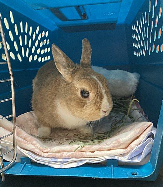 Peanut (aka Pebs), a Adopted mixed breed in Waukesha, WI image 2/3