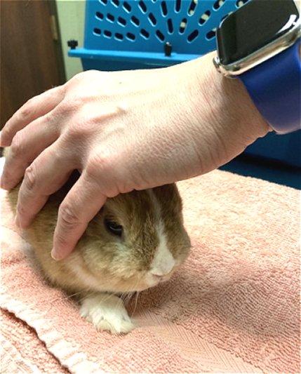 Peanut (aka Pebs), a Adopted mixed breed in Waukesha, WI image 3/3