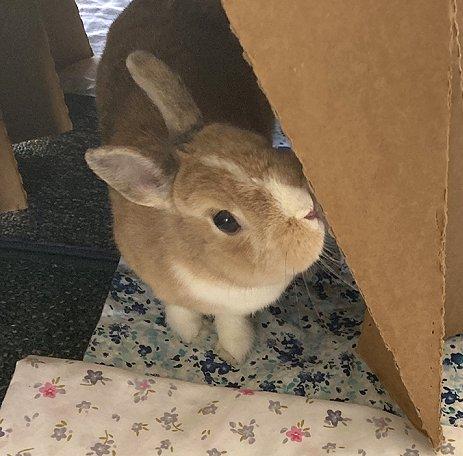 Peanut (aka Pebs), a Adopted mixed breed in Waukesha, WI image 1/3