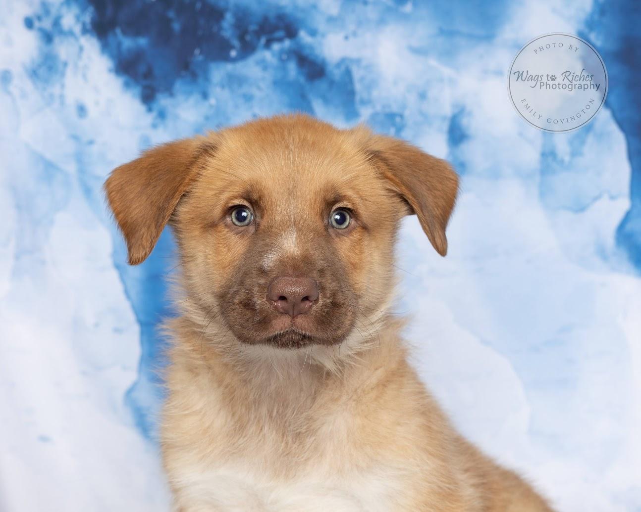 Enlarge Truffles - Adopted, an adopted mixed breed in Southington, CT image 6/6