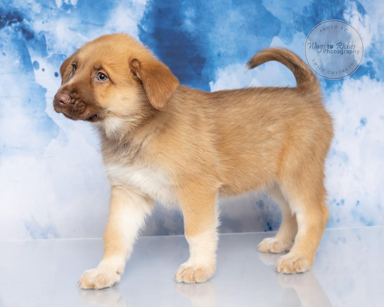 Enlarge Truffles - Adopted, an adopted mixed breed in Southington, CT image 3/6