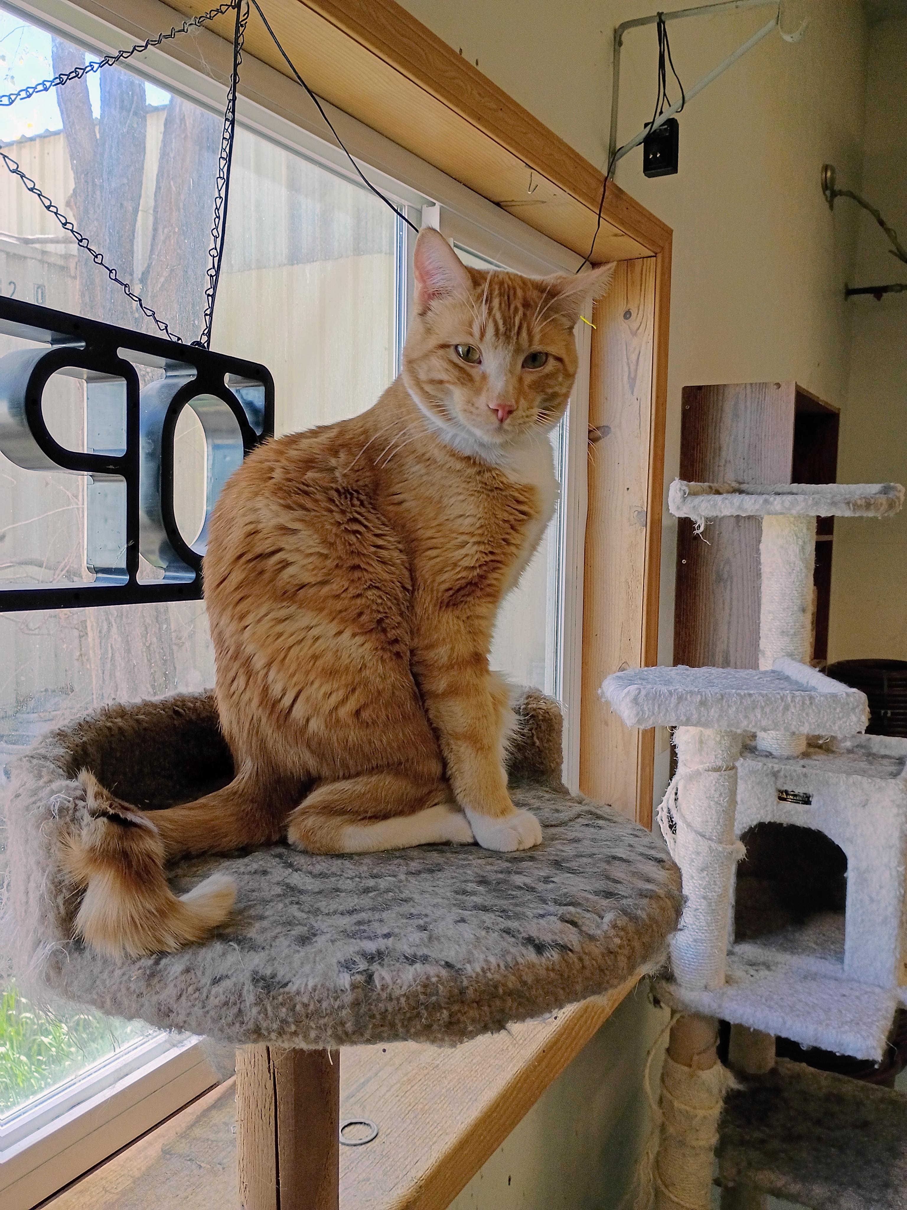 Enlarge Soul, a Adoptable mixed breed in Buhl, ID image 1/5